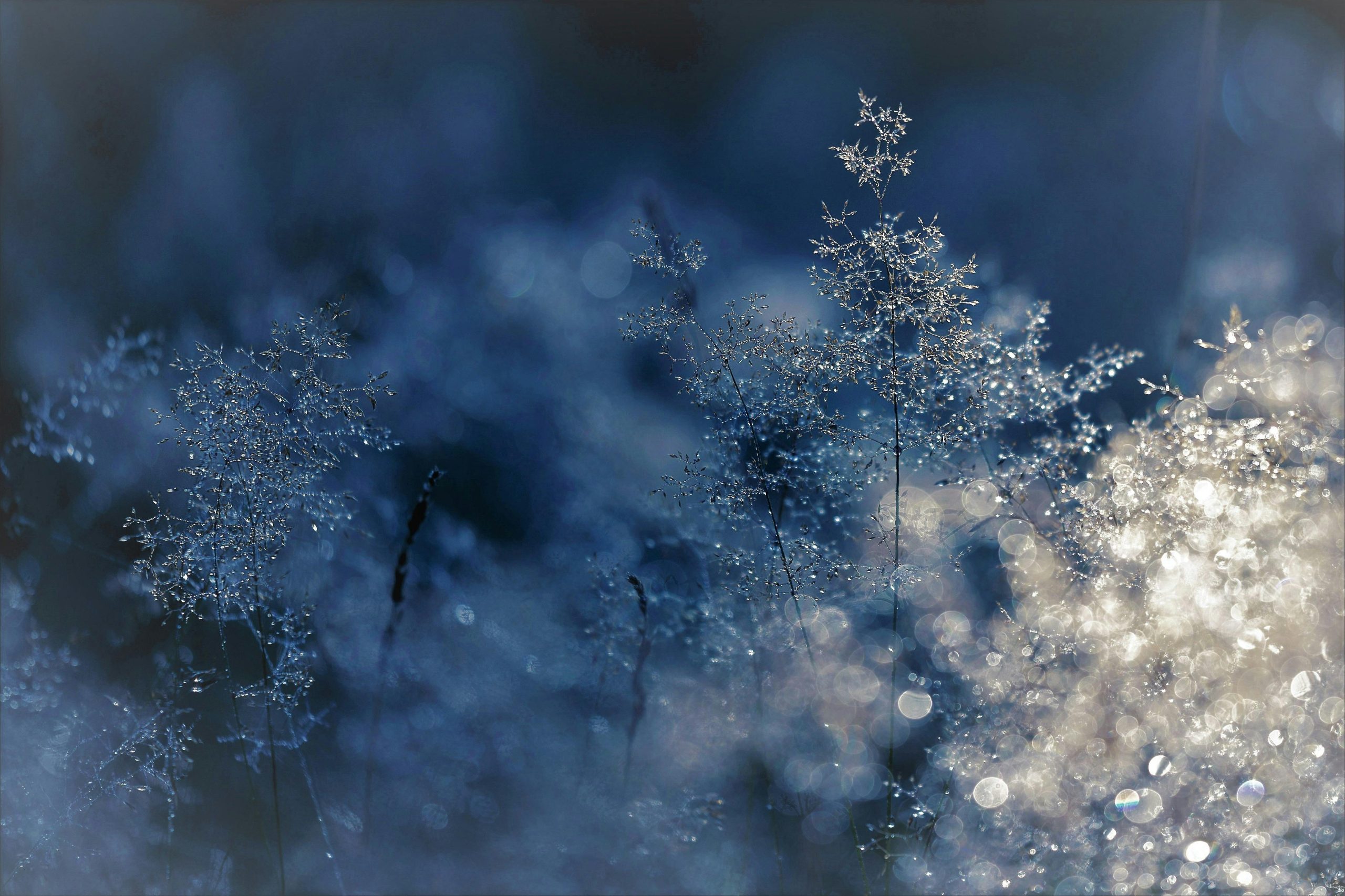 Winter Wonderland