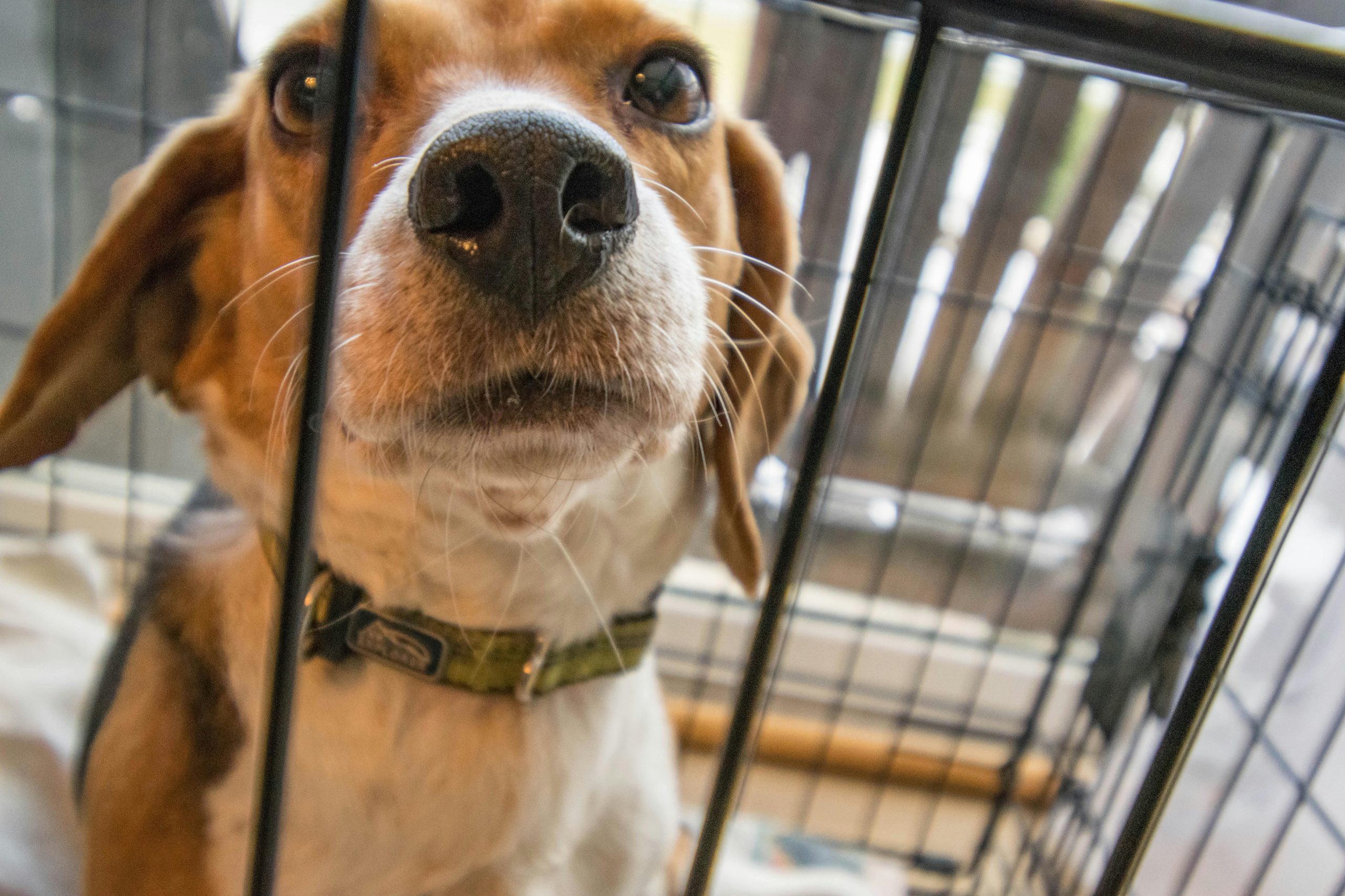 Best dog boarding / kennel in and around London
