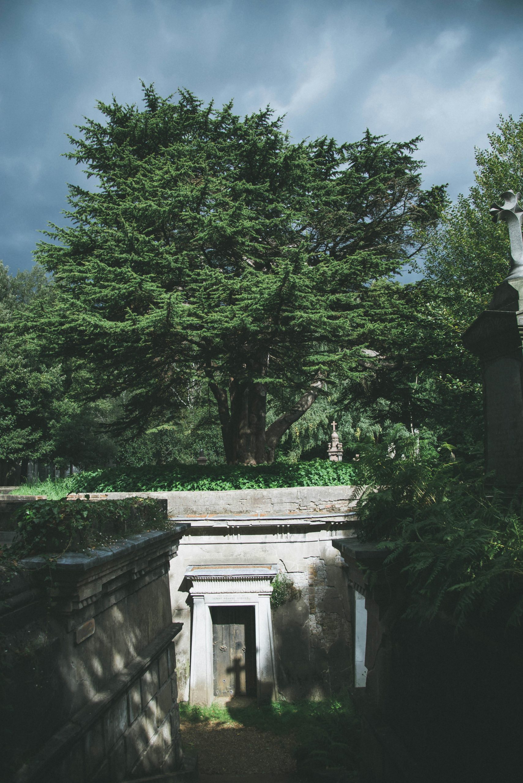 Highgate Cemetery and its foxes