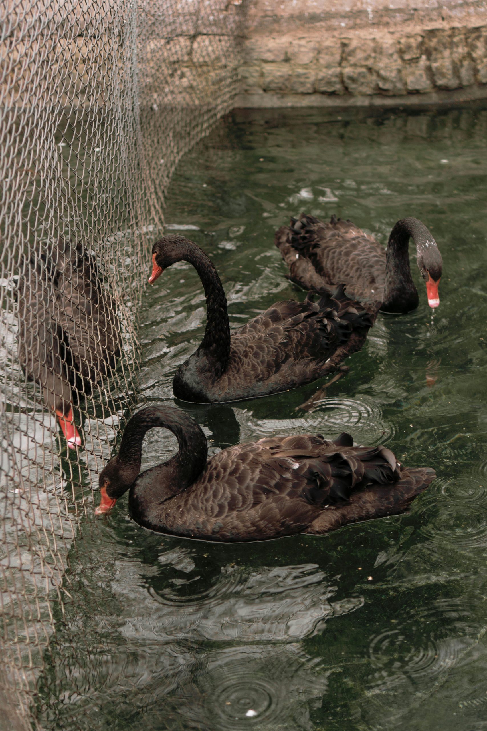 Black Swan sighting!