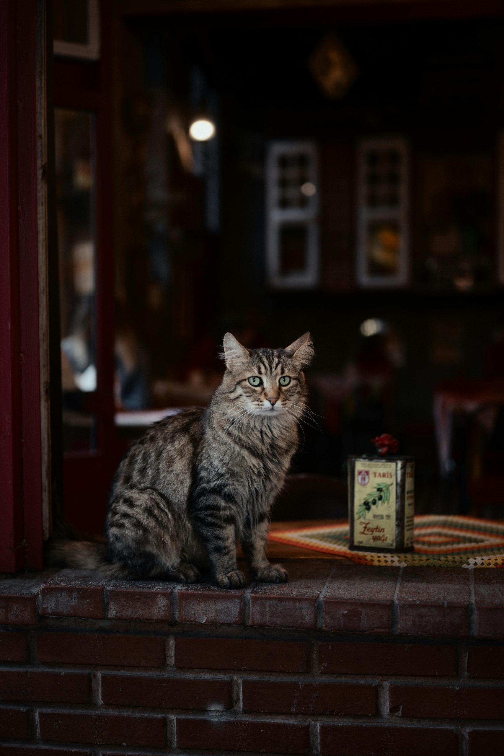London cat cafe seeks buyer