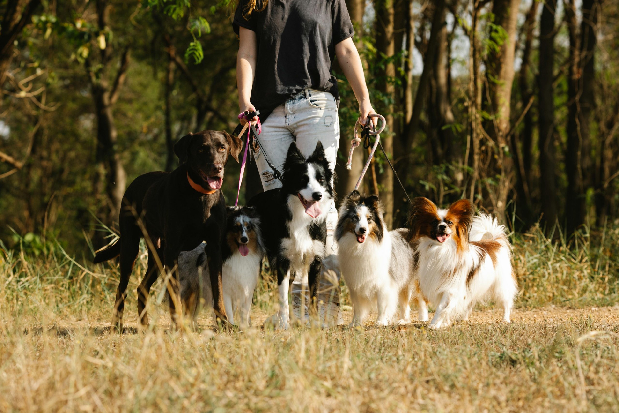 Best way to get a big dog (Labrador) from Paris to London?