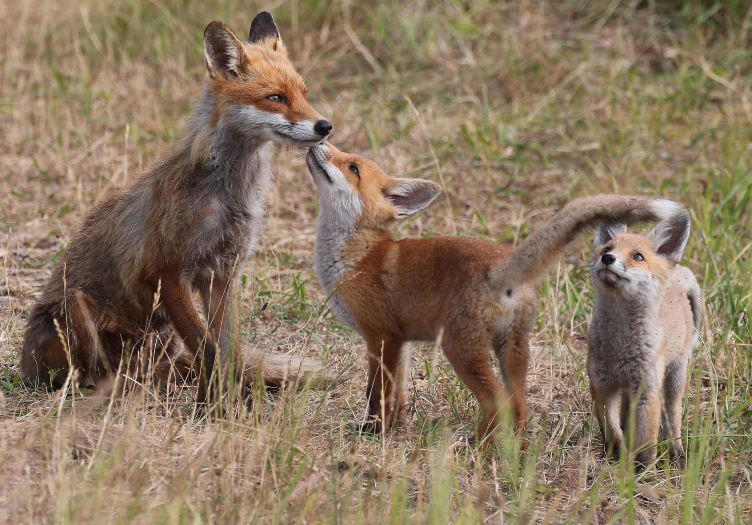 Woke up to 5 fox cubs in my garden… help??
