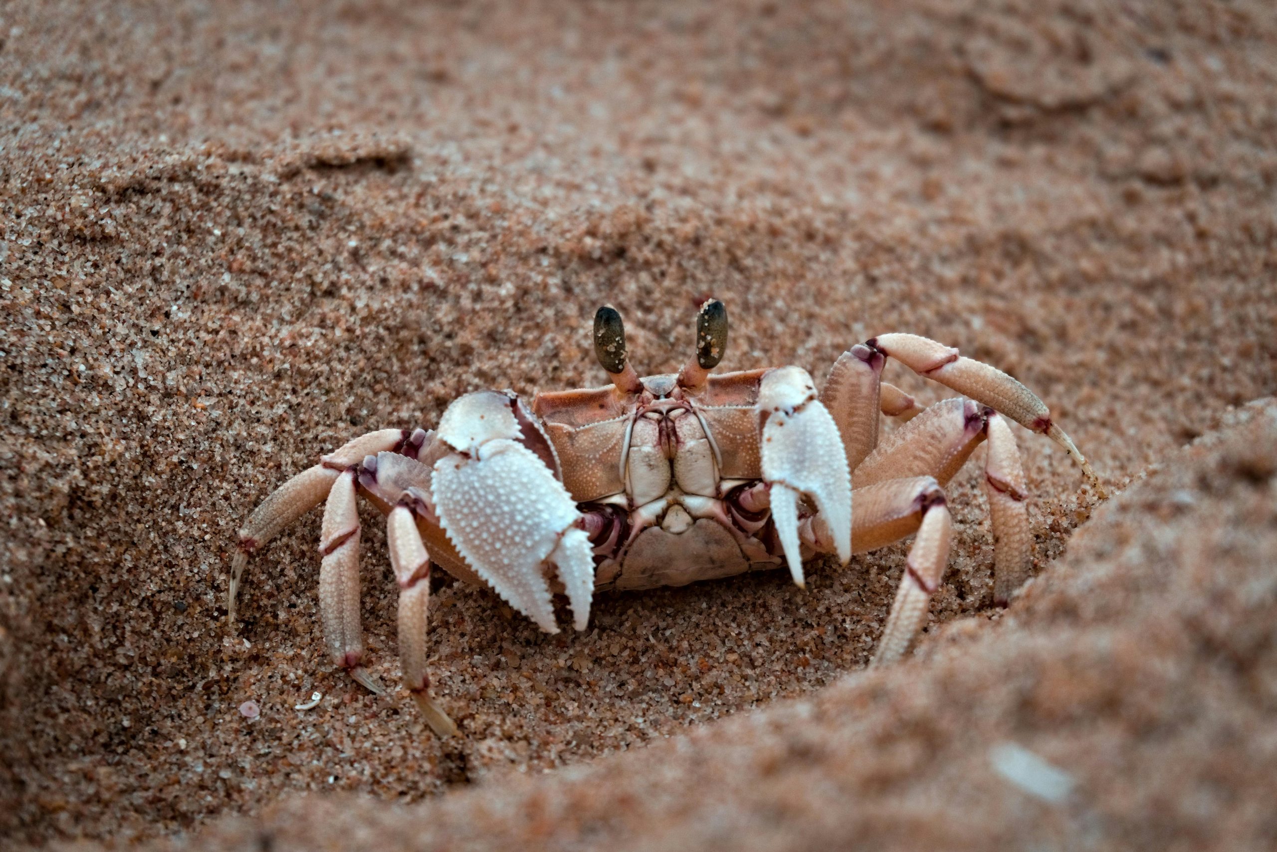 crab claws at hollow ponds Leytonstone