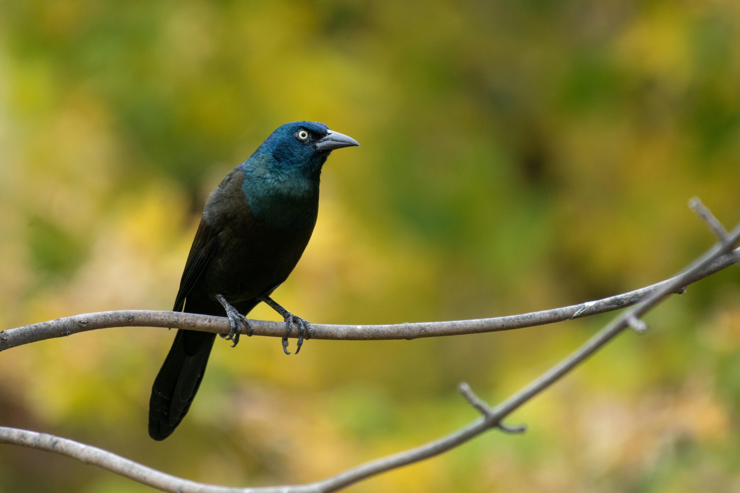 Wildlife boom in Olympic Park as dozens of species identified