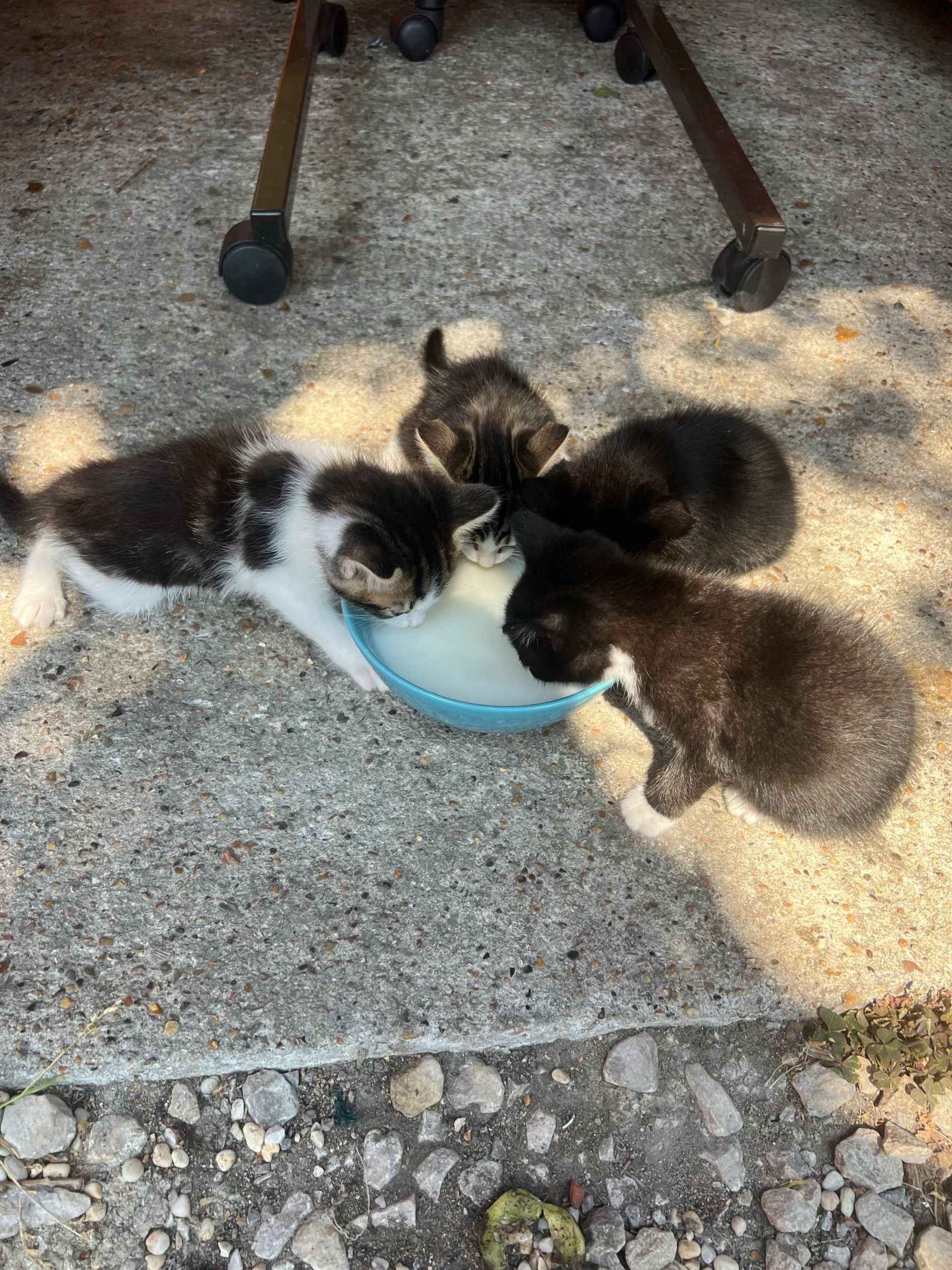 Aquired two abandoned kittens – Is there somewhere in London I can get donated kitten formula milk?