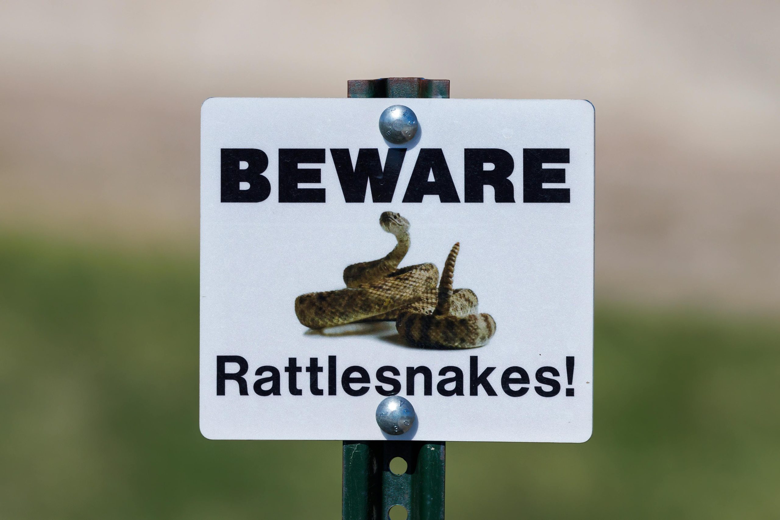 Beware National Gallery members…