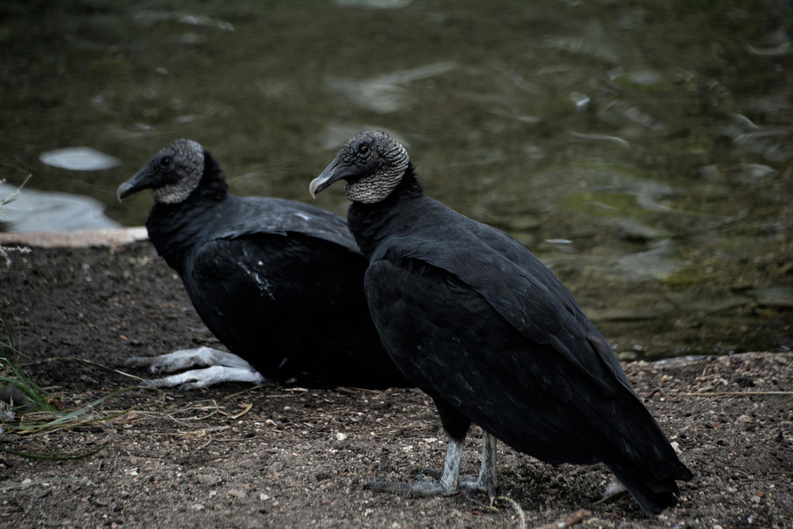 Has anyone watched “Wild London” yet (the new David Attenborough documentary)?