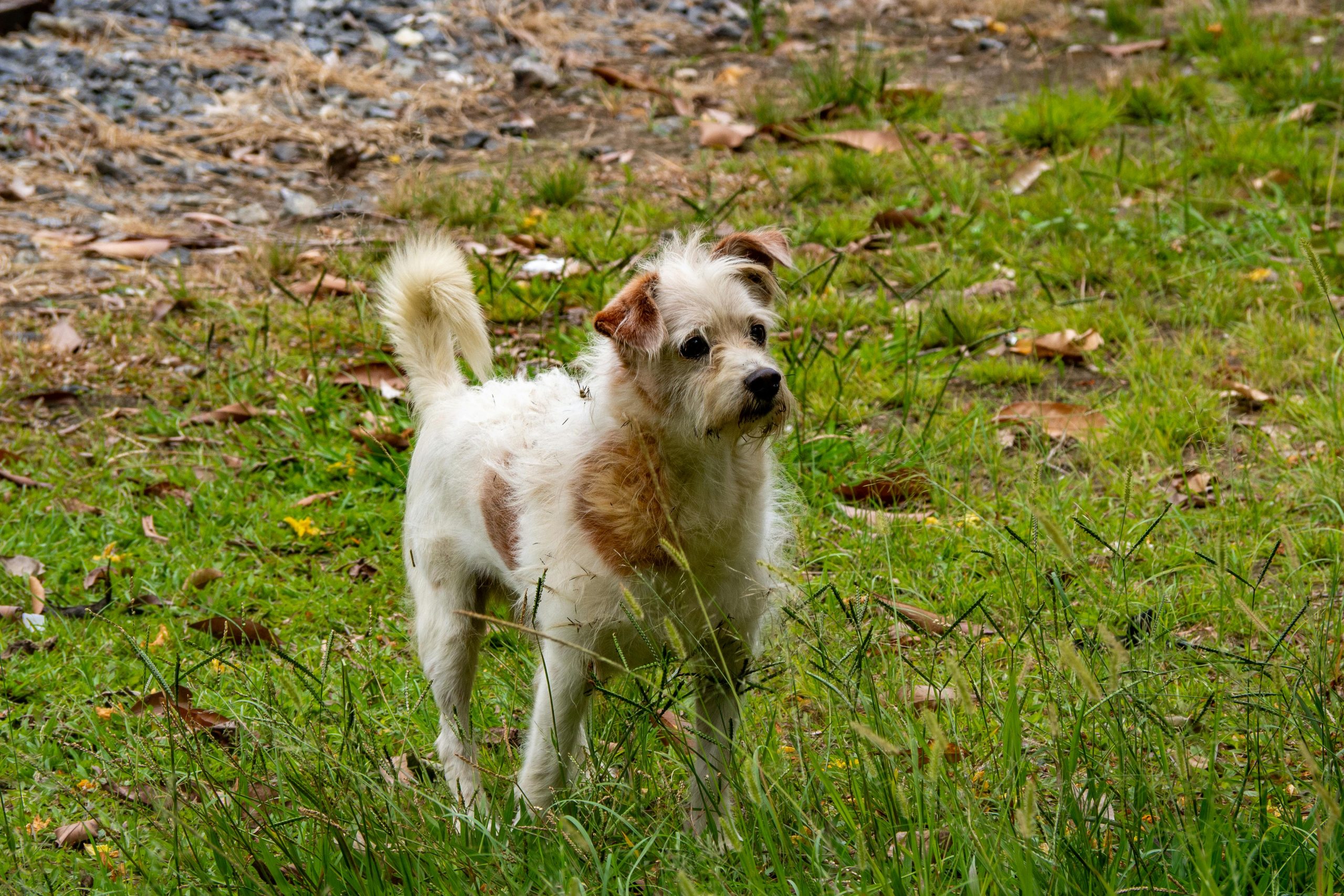 Neighbour leaves their loud dog in the garden. Please help