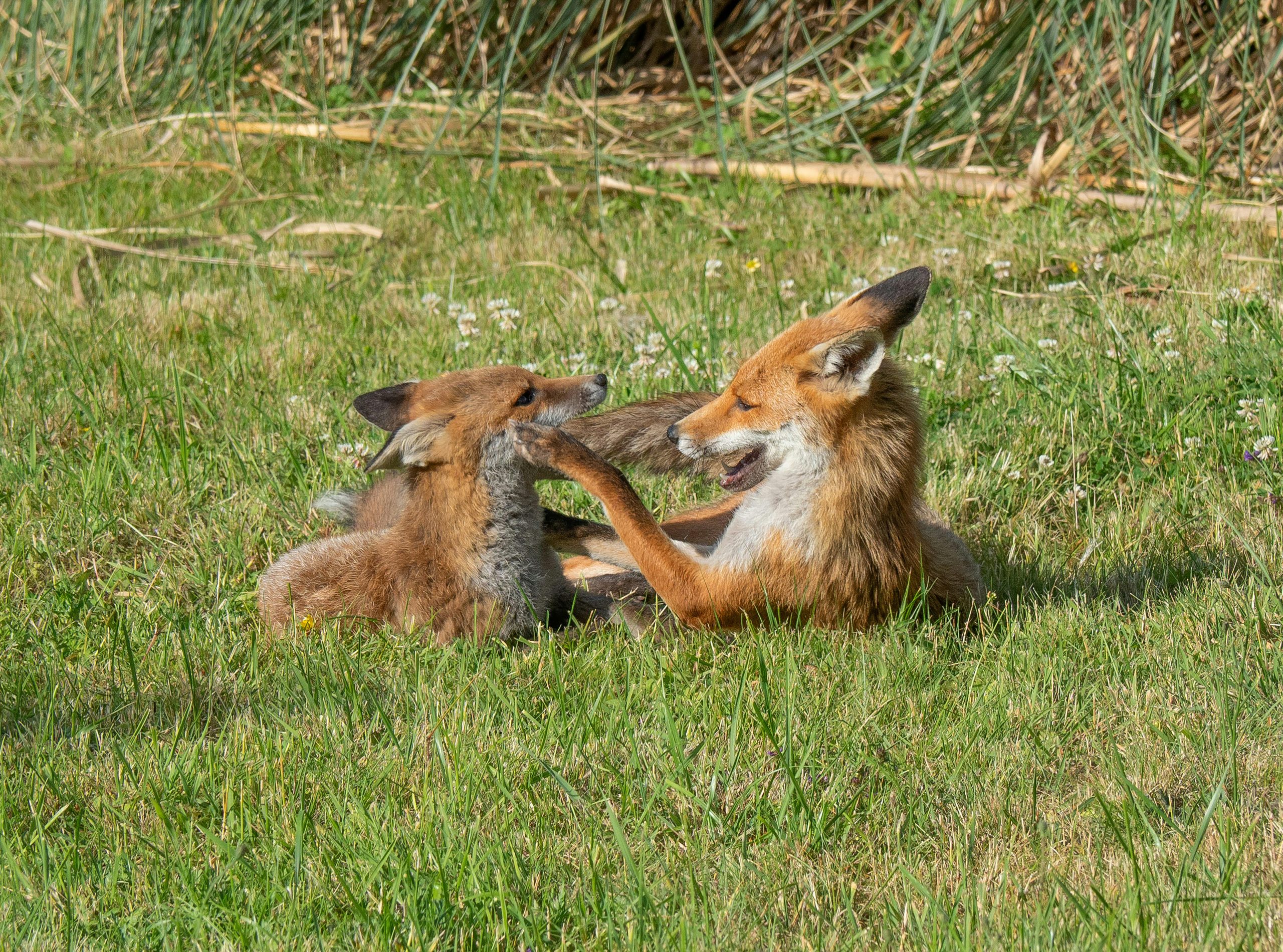 Highbury foxes in my garden