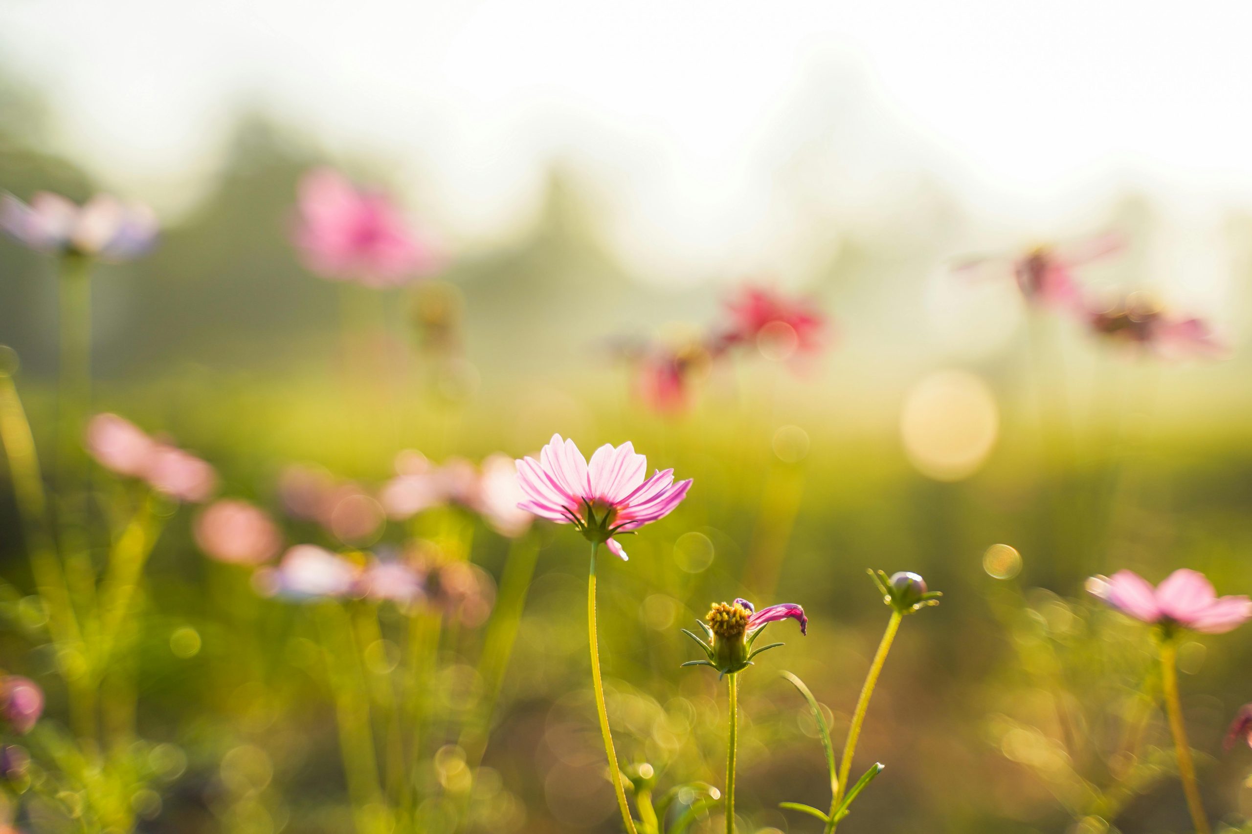 Hay fever related asthma attacks