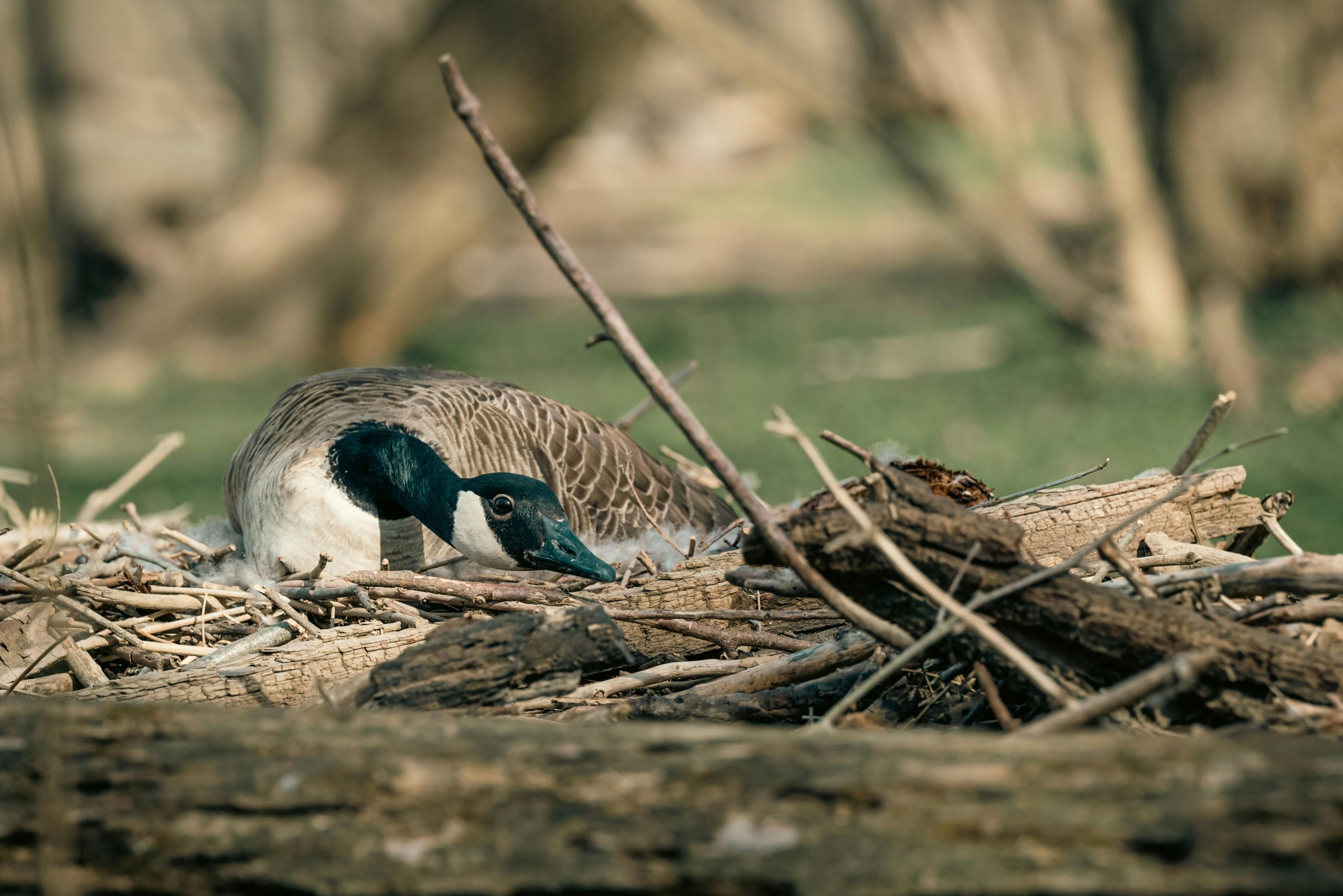 Canada goose nest on Millwall Dock