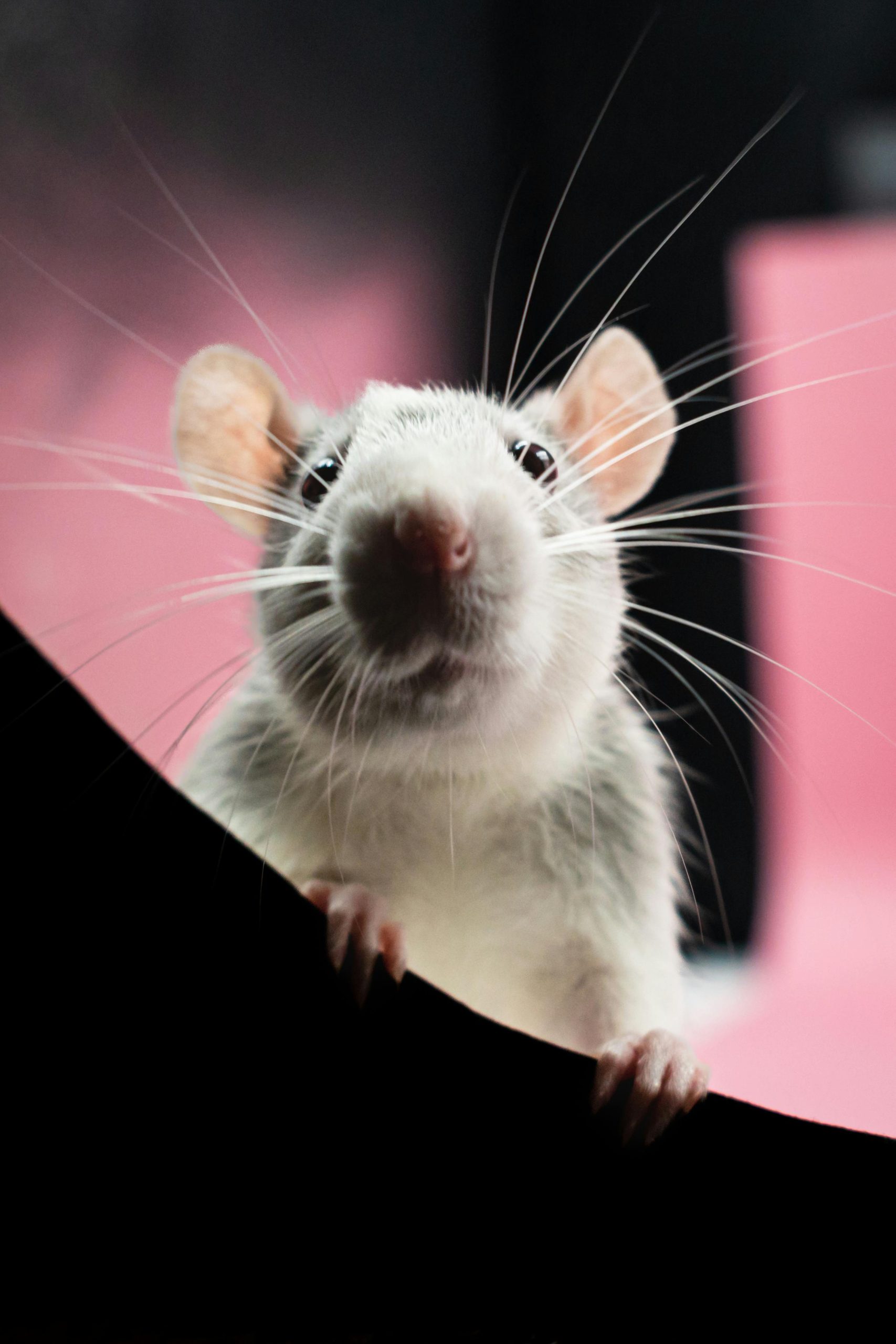 I need help with rats/mice please!!