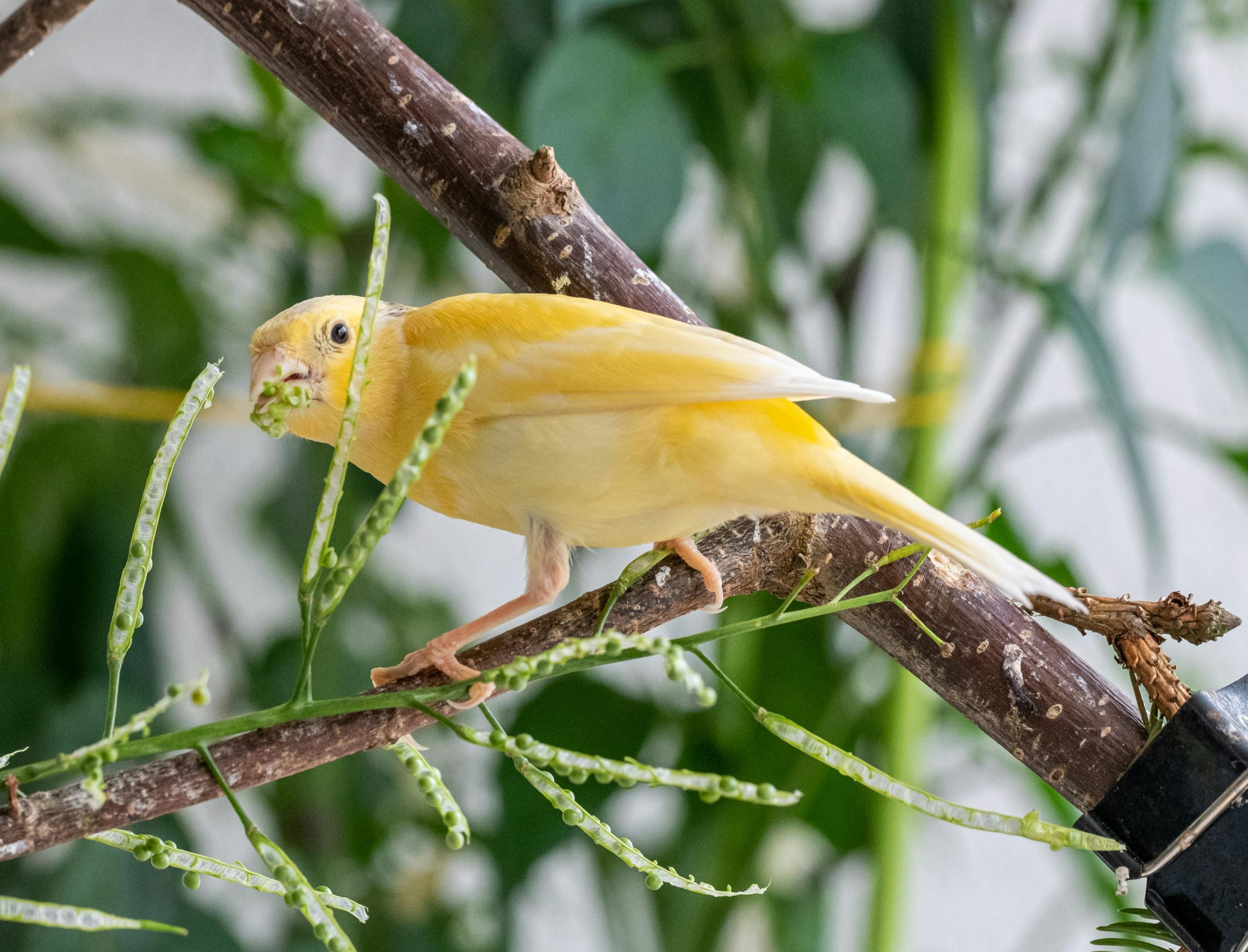 Lost Canary in our garden in Kennington