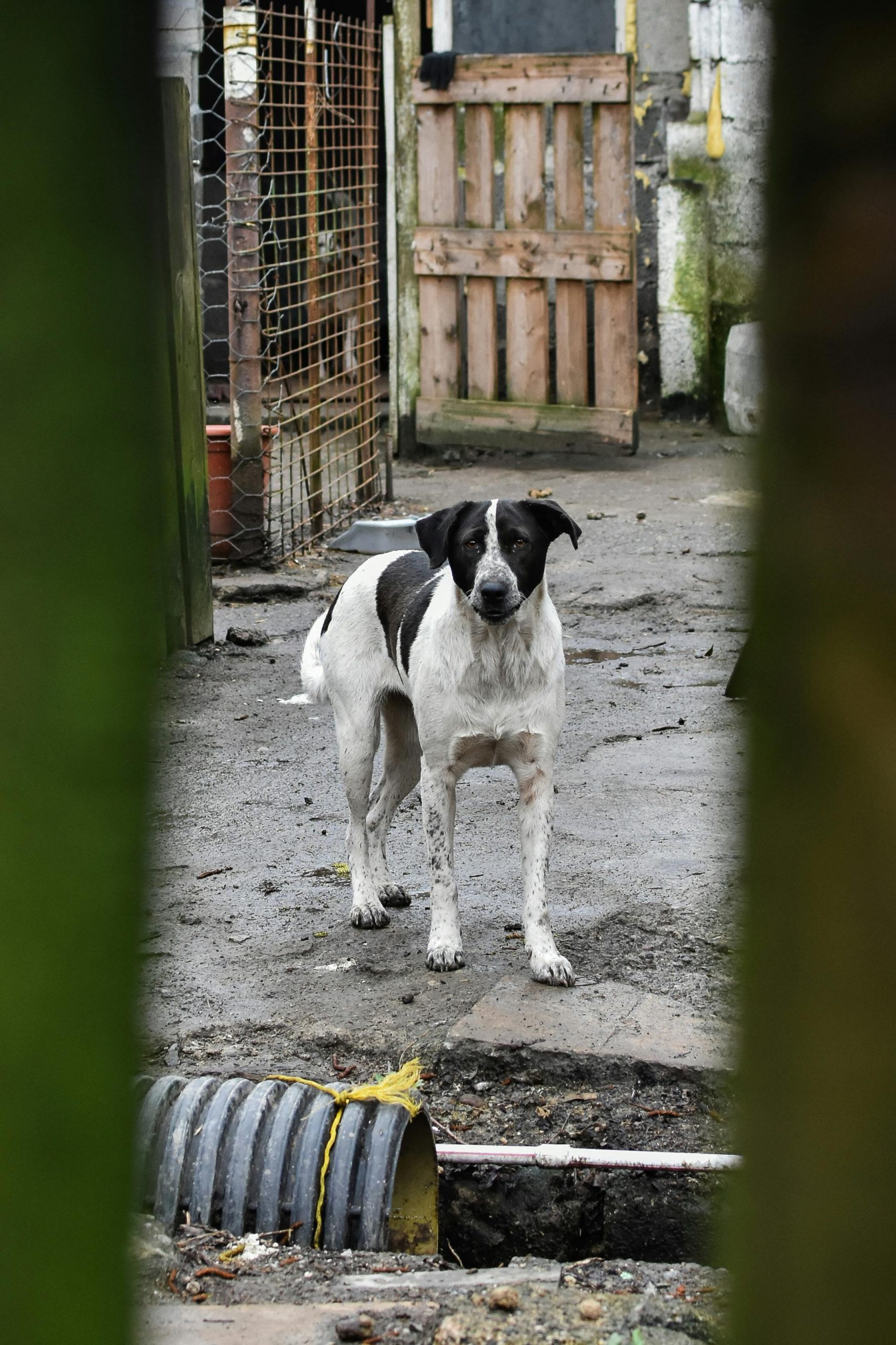 Update on the Rescued Dog: Recent Developments