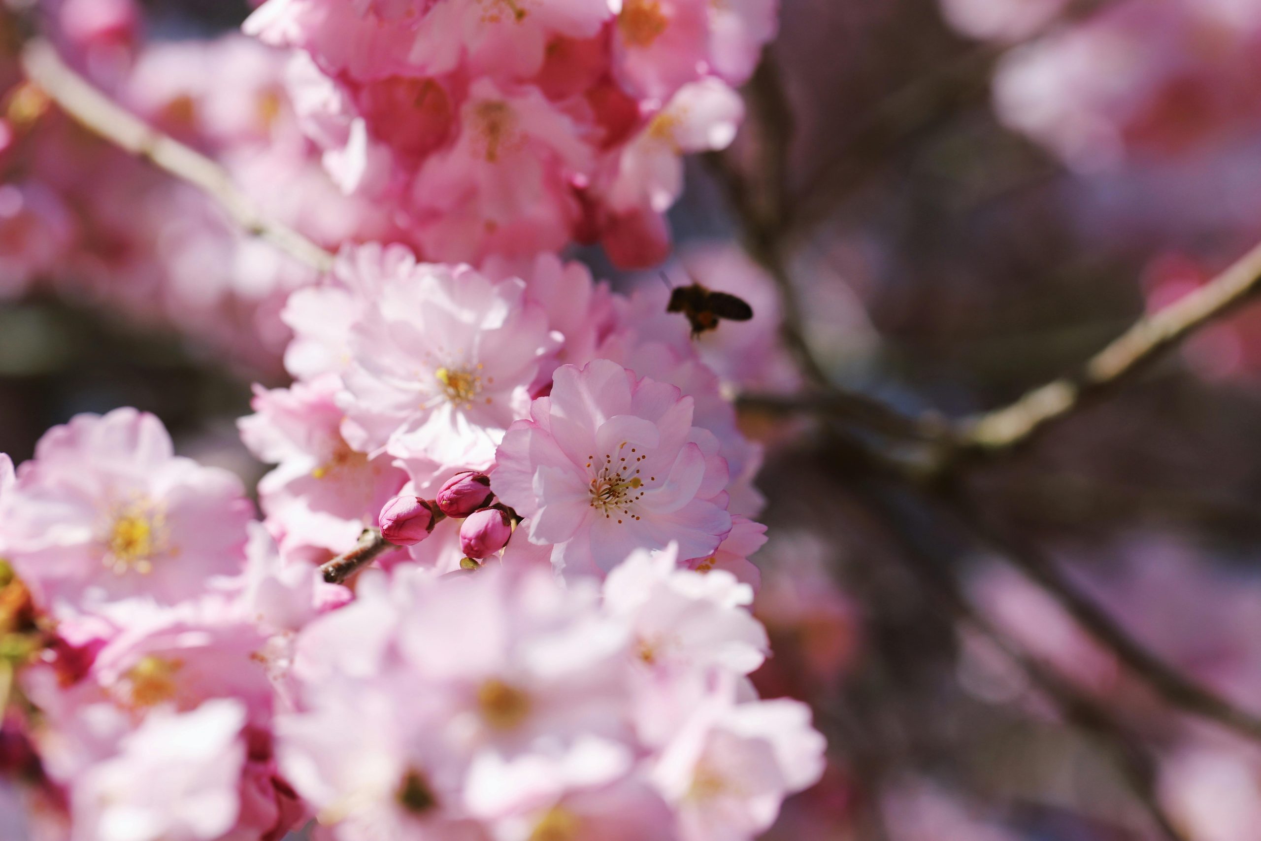 Kew Gardens’ Stunning Cherry Blossom Display