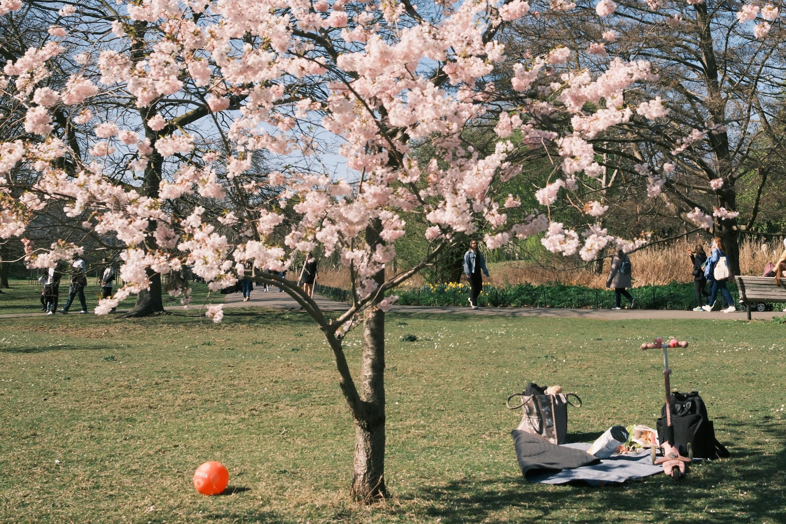 Greenwich Park cherry blossom – nearly (and some are already out)