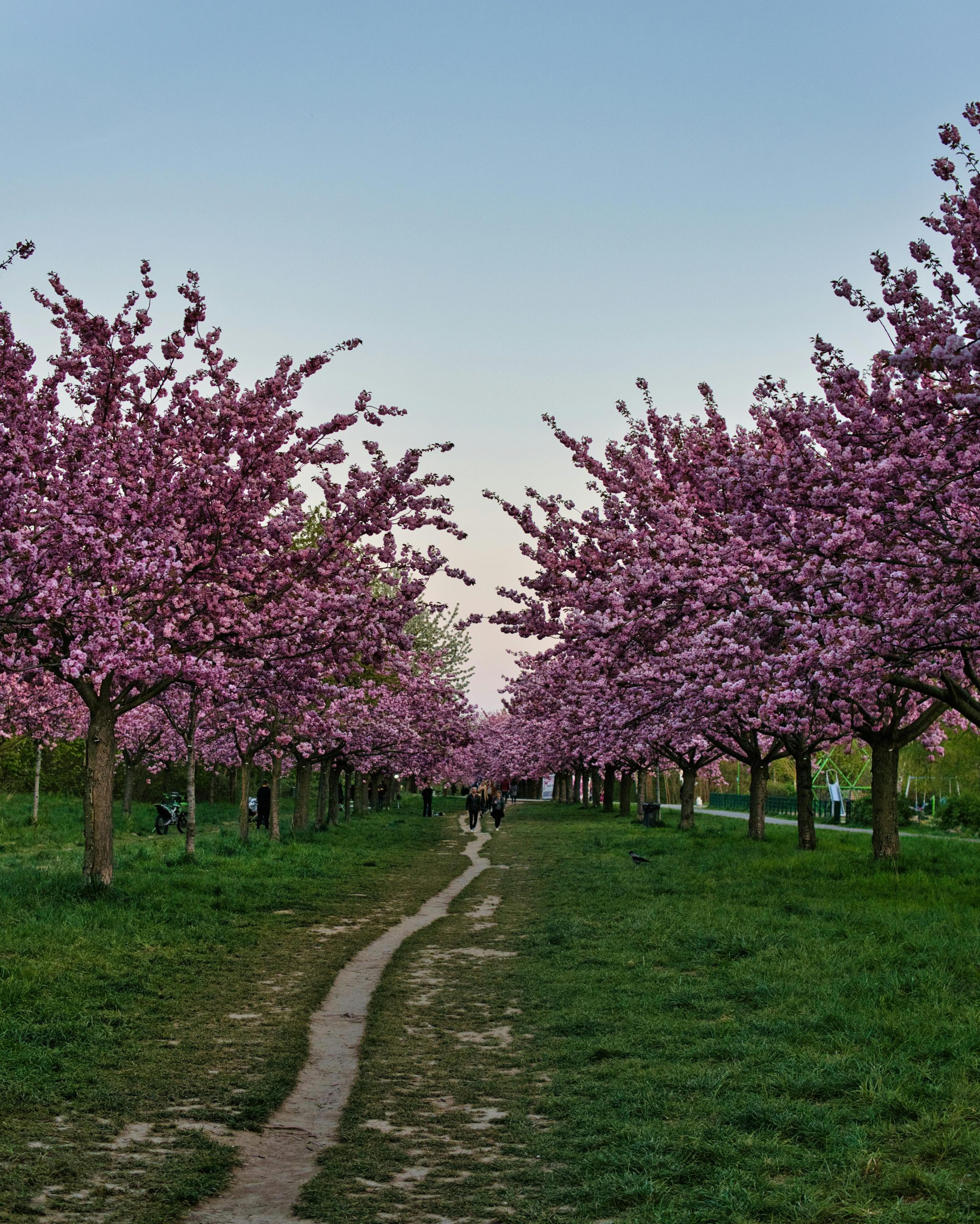 Cherry Tree Avenue at Greenwich Park is Expected to Bloom Soon