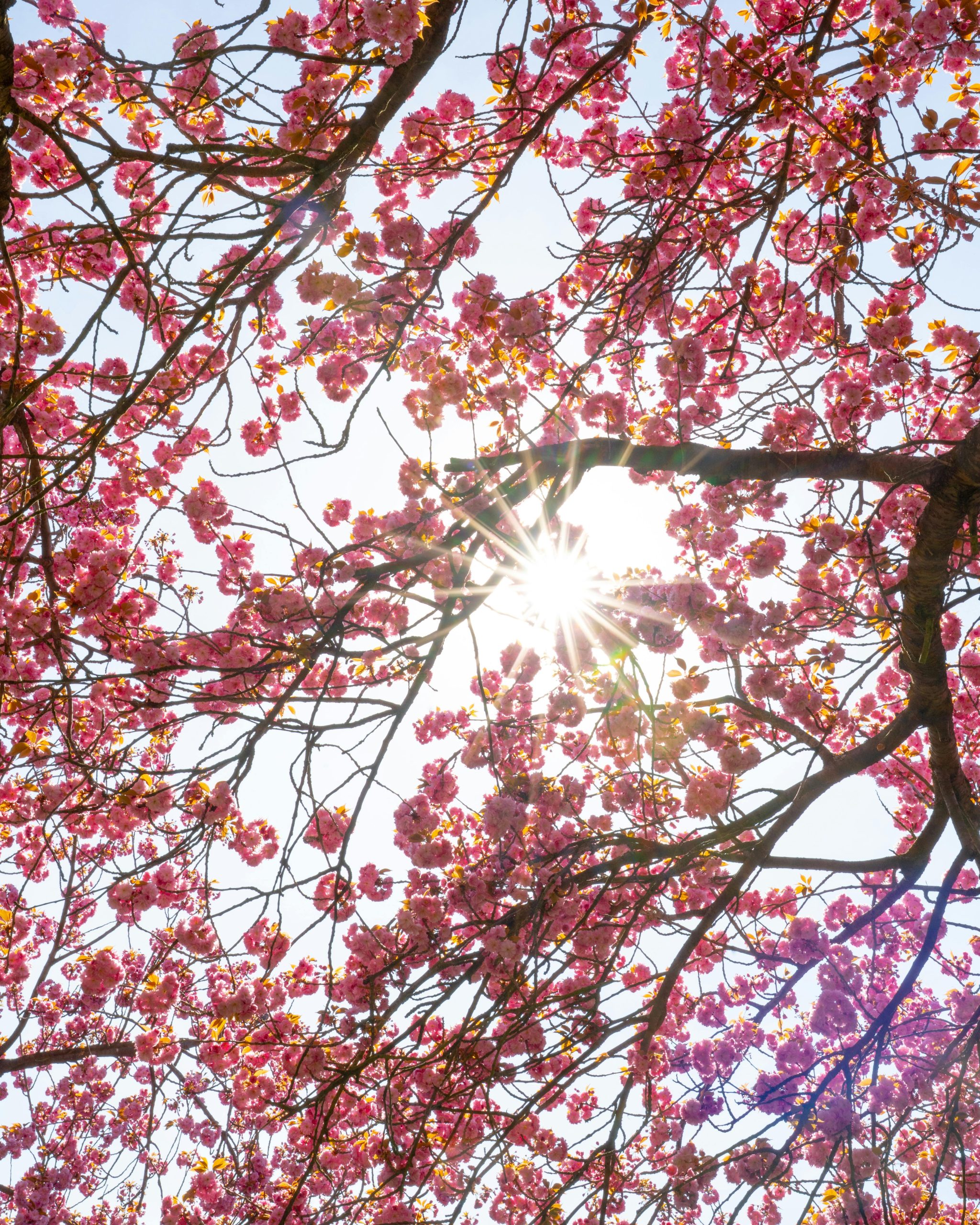 Greenwich Park blossoms looking lovely in the sun today – sun predicted for next three days too