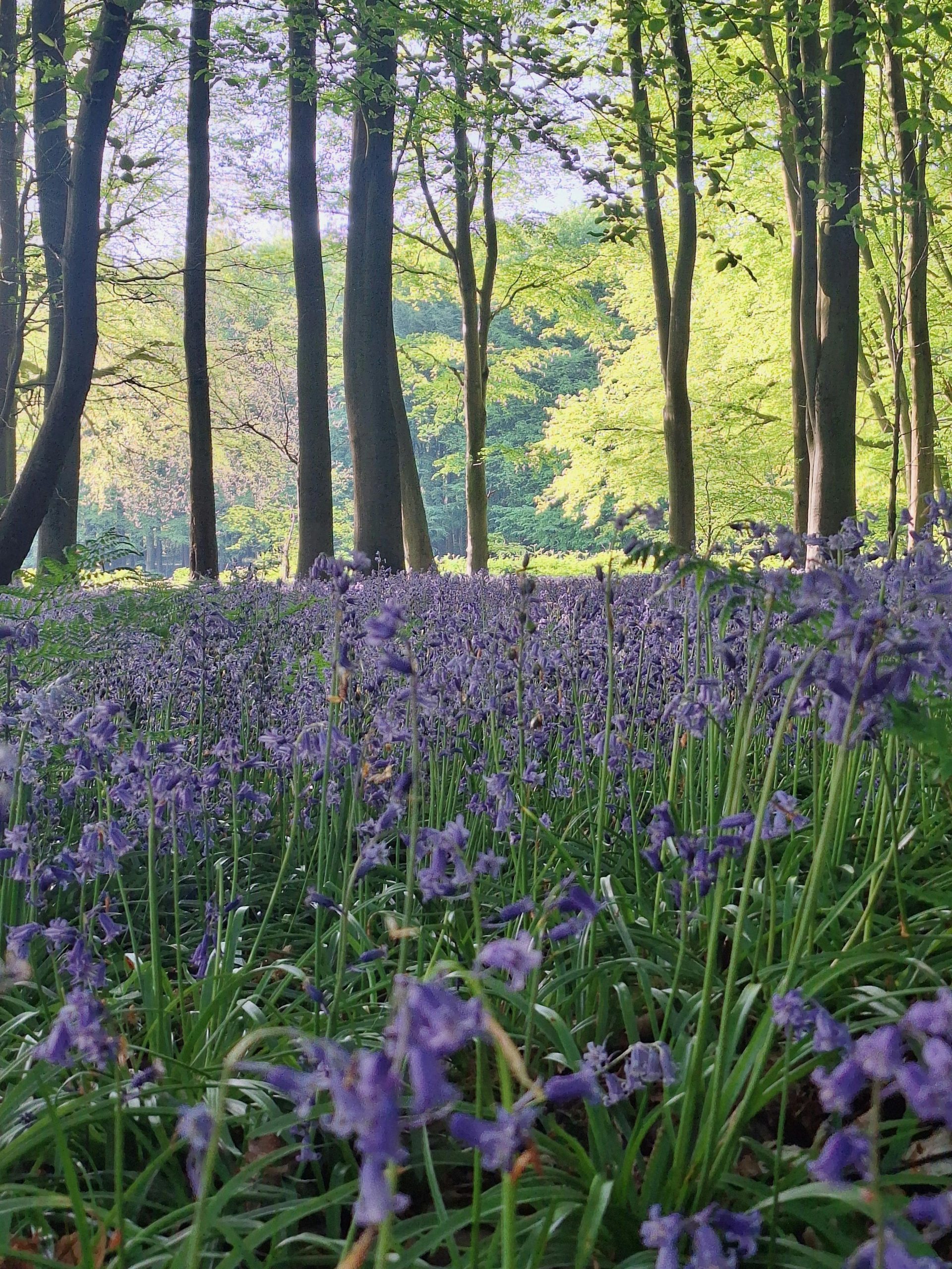 Bluebells in Wanstead Park
