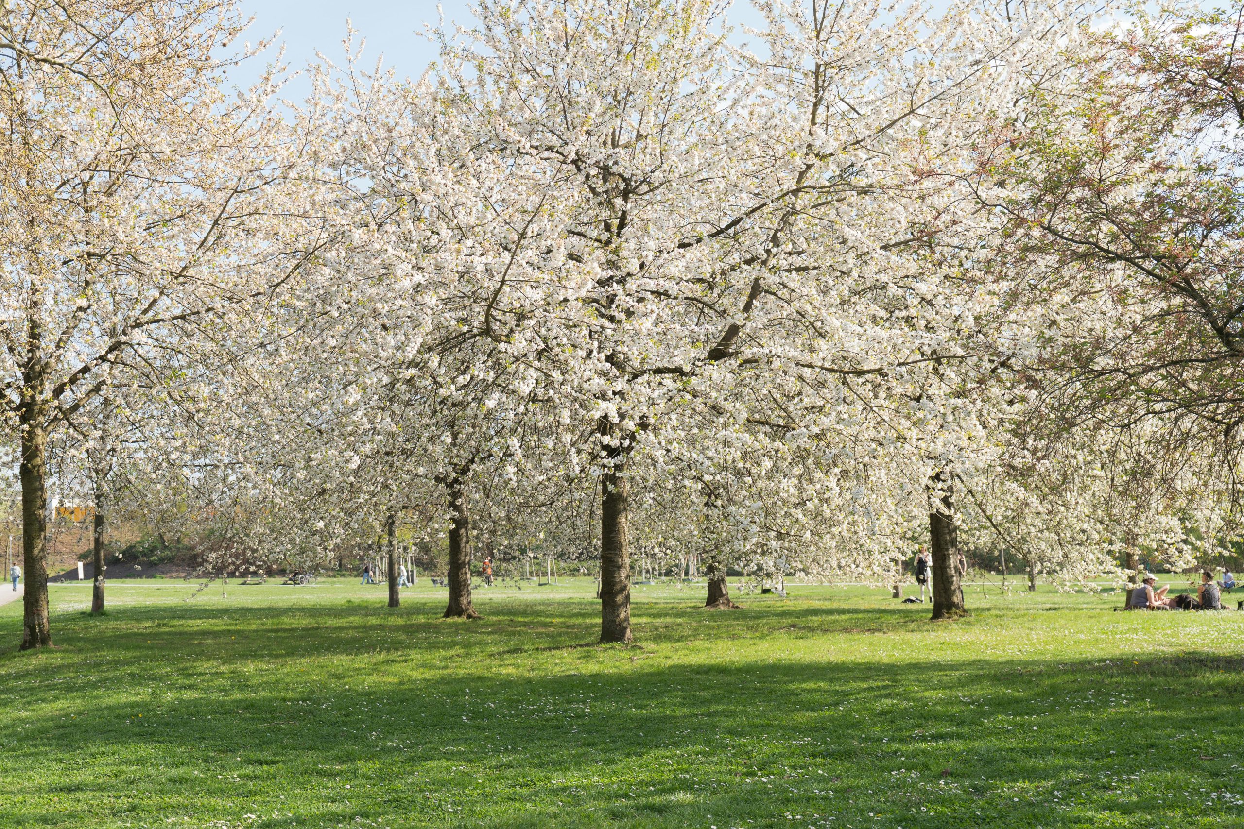 Celebrate the blooming season at Greenwich Park this weekend