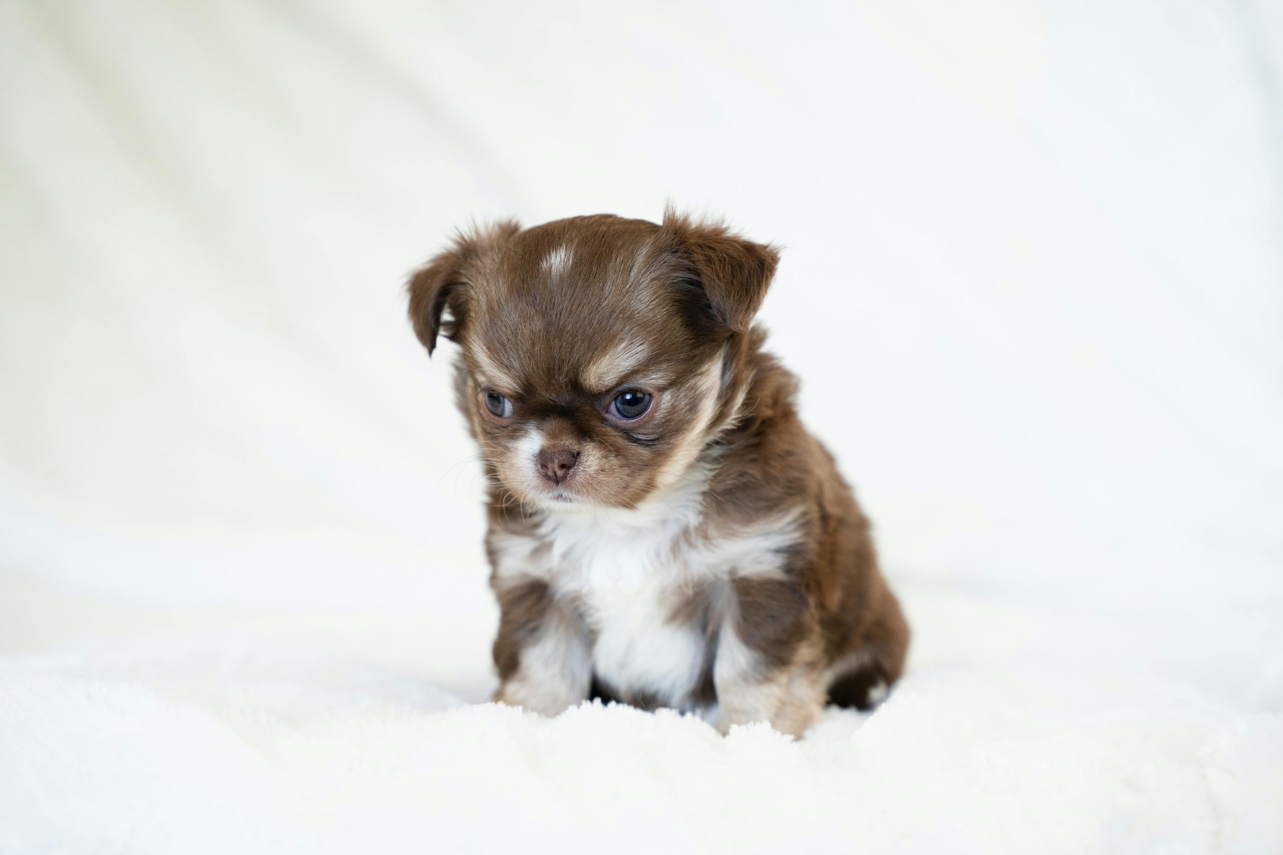 The Poplar Chihuahua