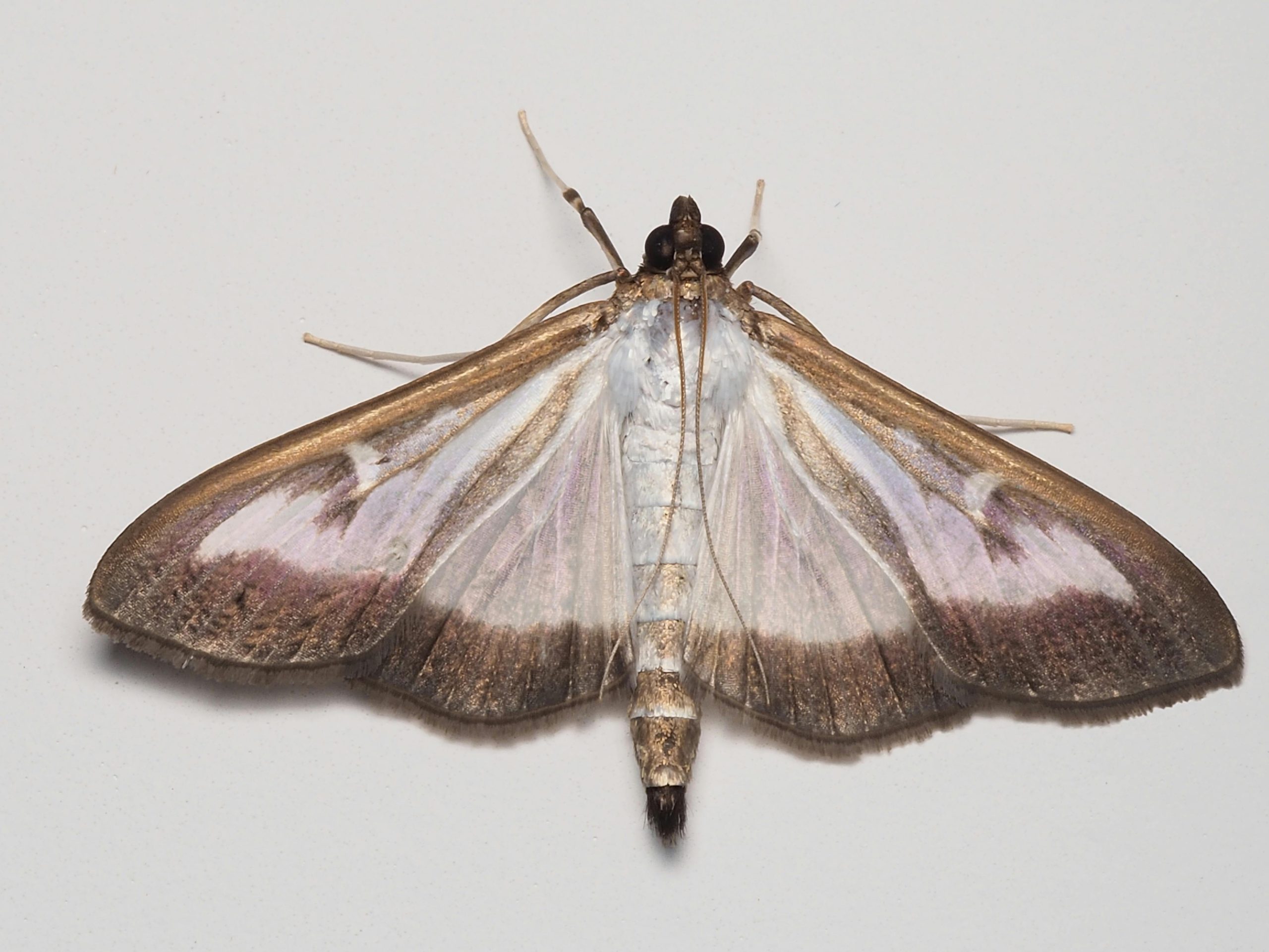 Are carpet and pantry moths common in London?