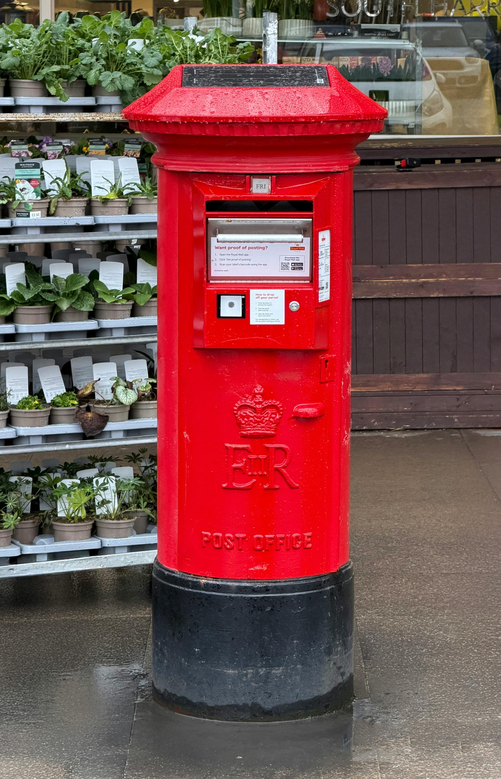 London plane tree eating a red post box