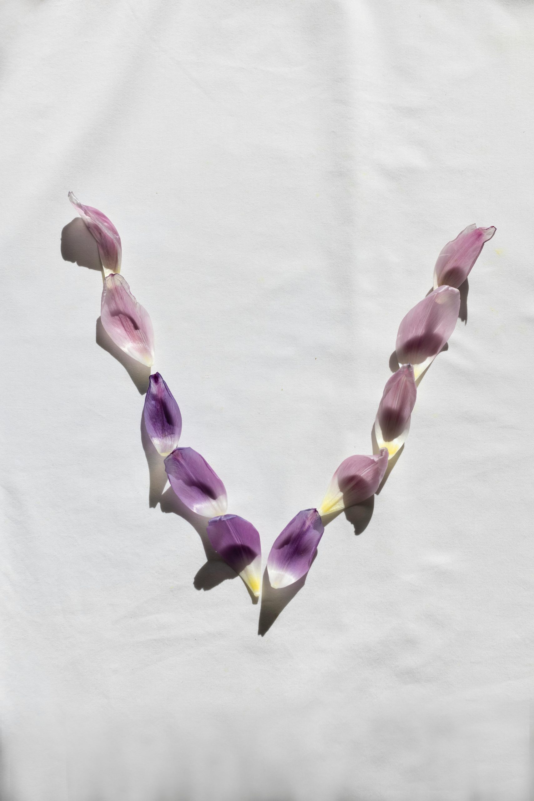 Seeking V&A member for Schiaparelli exhibit