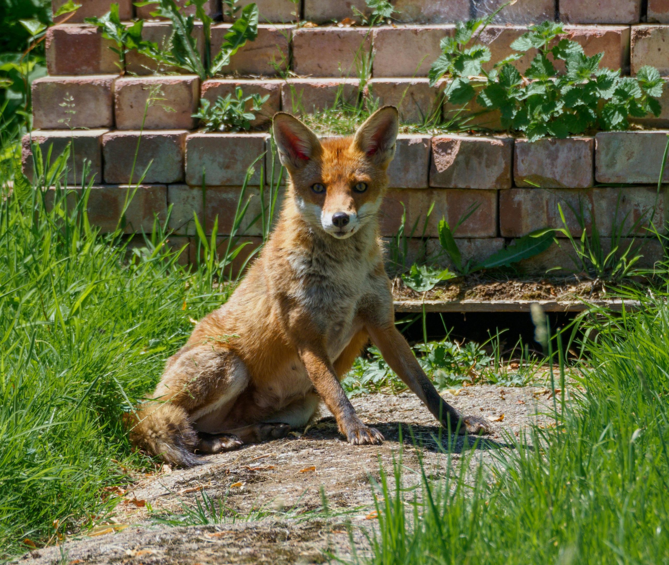 Just seen a fox with a badly broken leg. What to do?