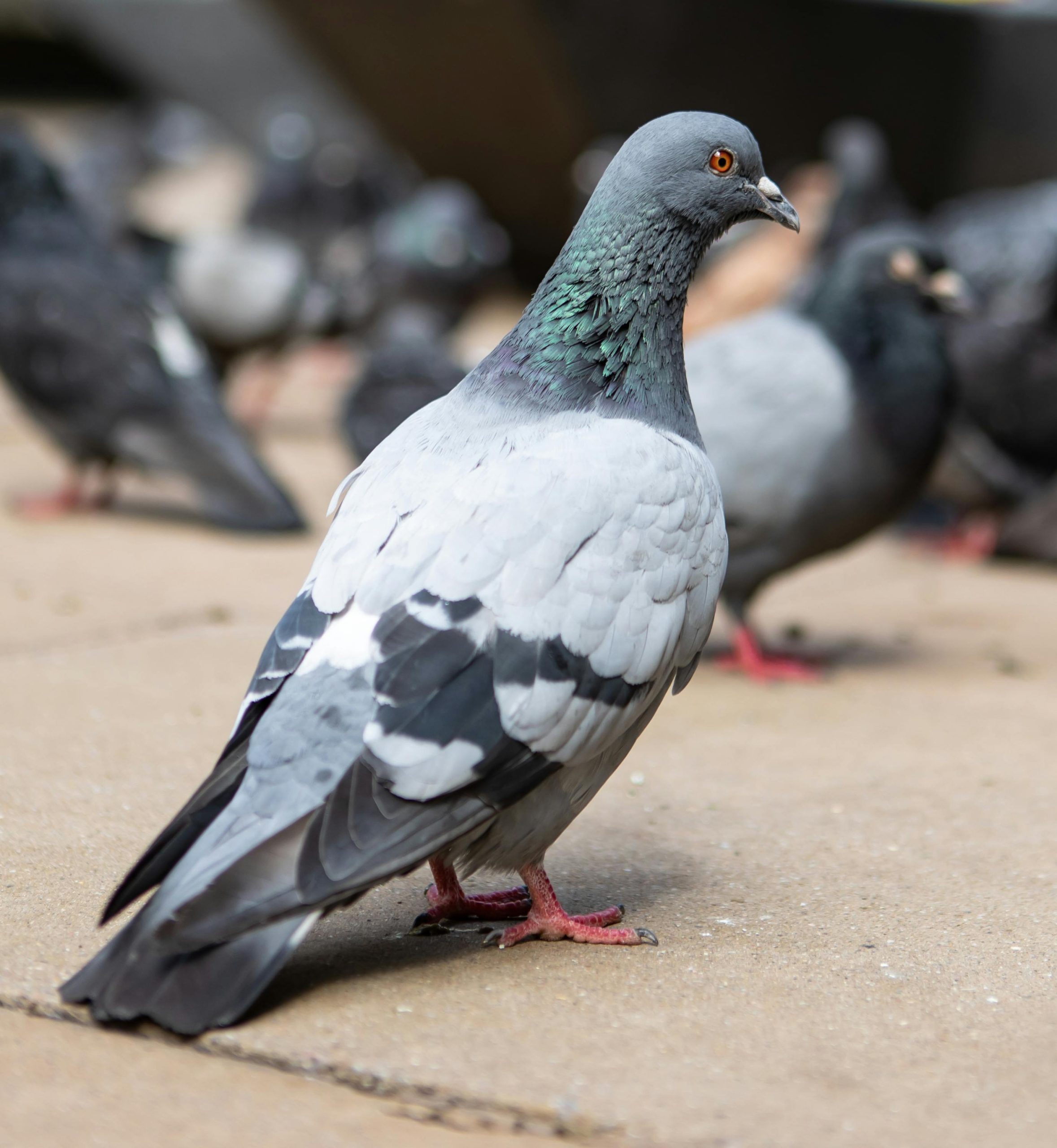 Why are London pigeons fatasses