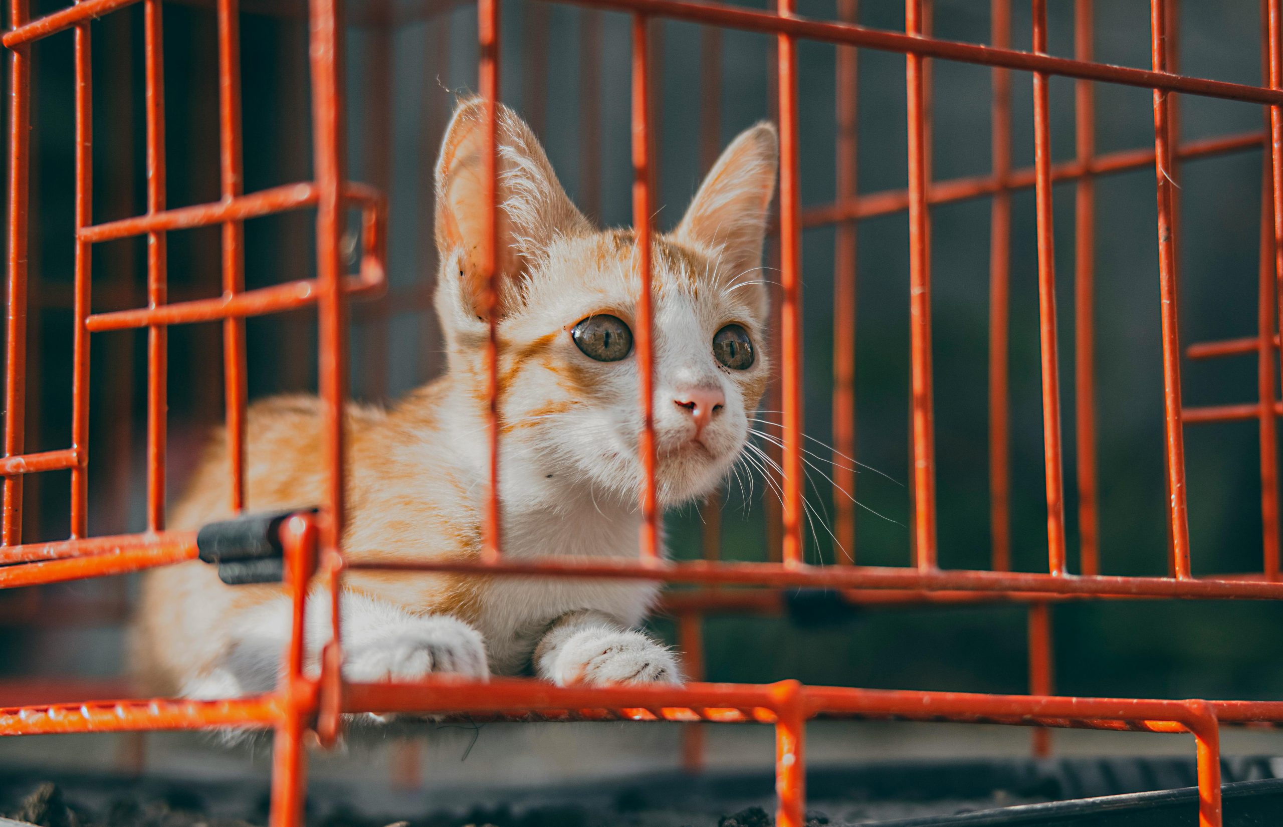 How to actually adopt a cat in London?