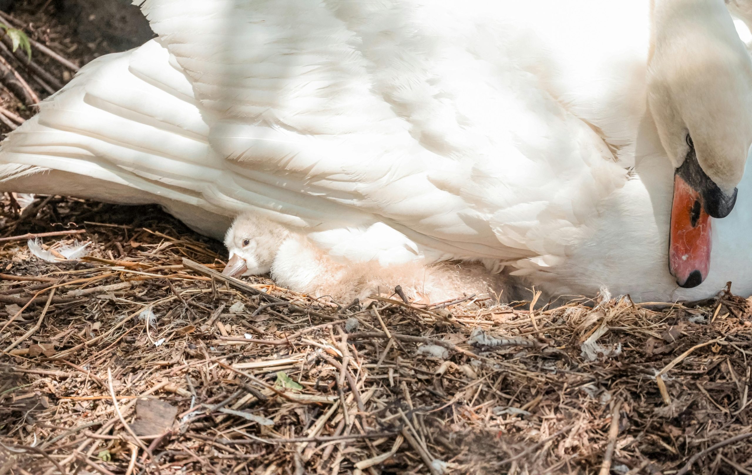 8 Newborn Cygnets in Brockwell Park