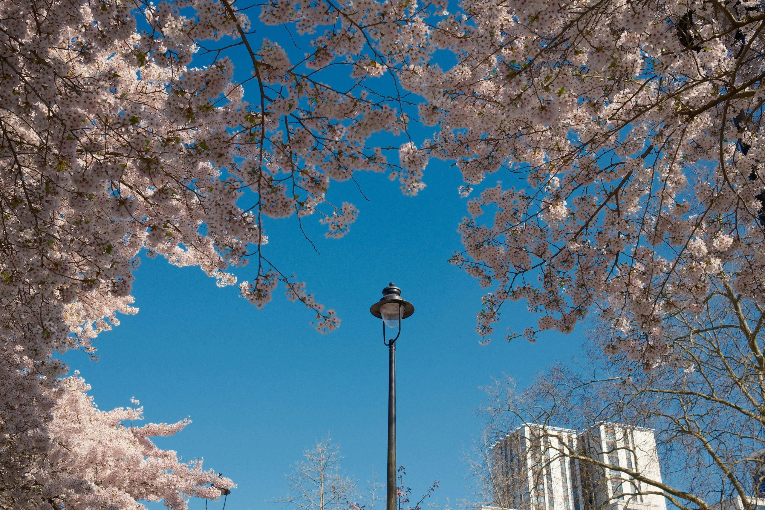 Blossom by Lloyd Square, King’s Cross