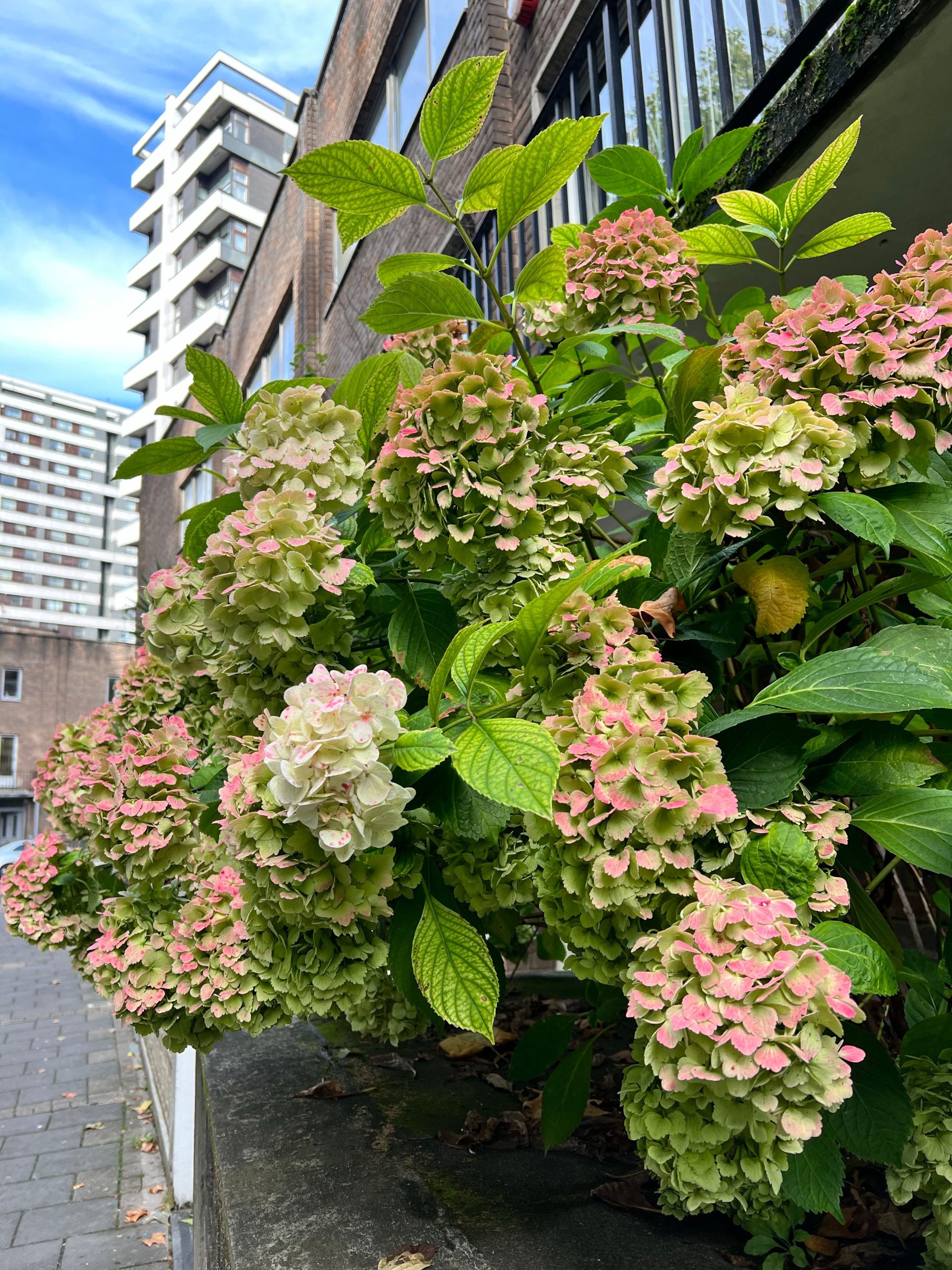 Anyone know of places that sell mature, fully bloomed hydrangeas?