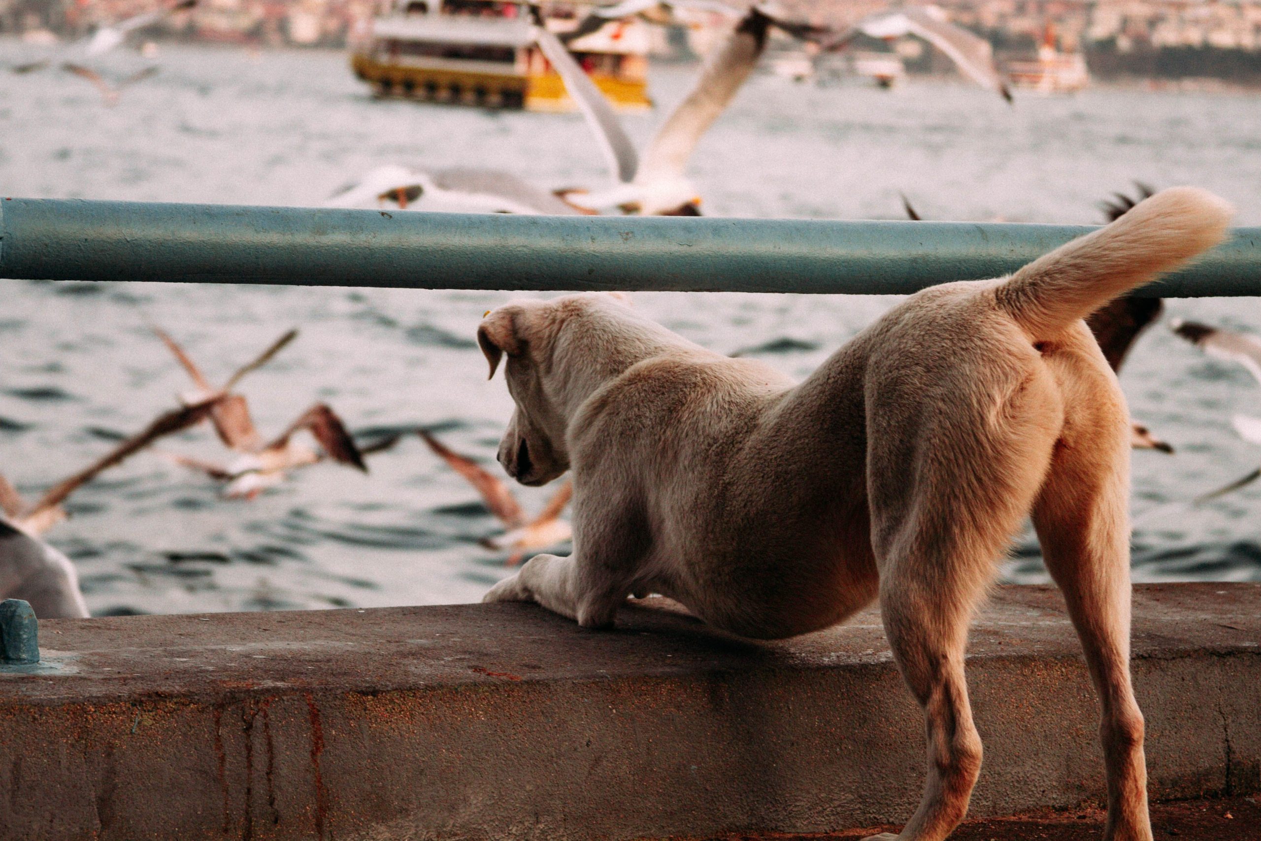 Has anyone had a seagull try to attack their dog?
