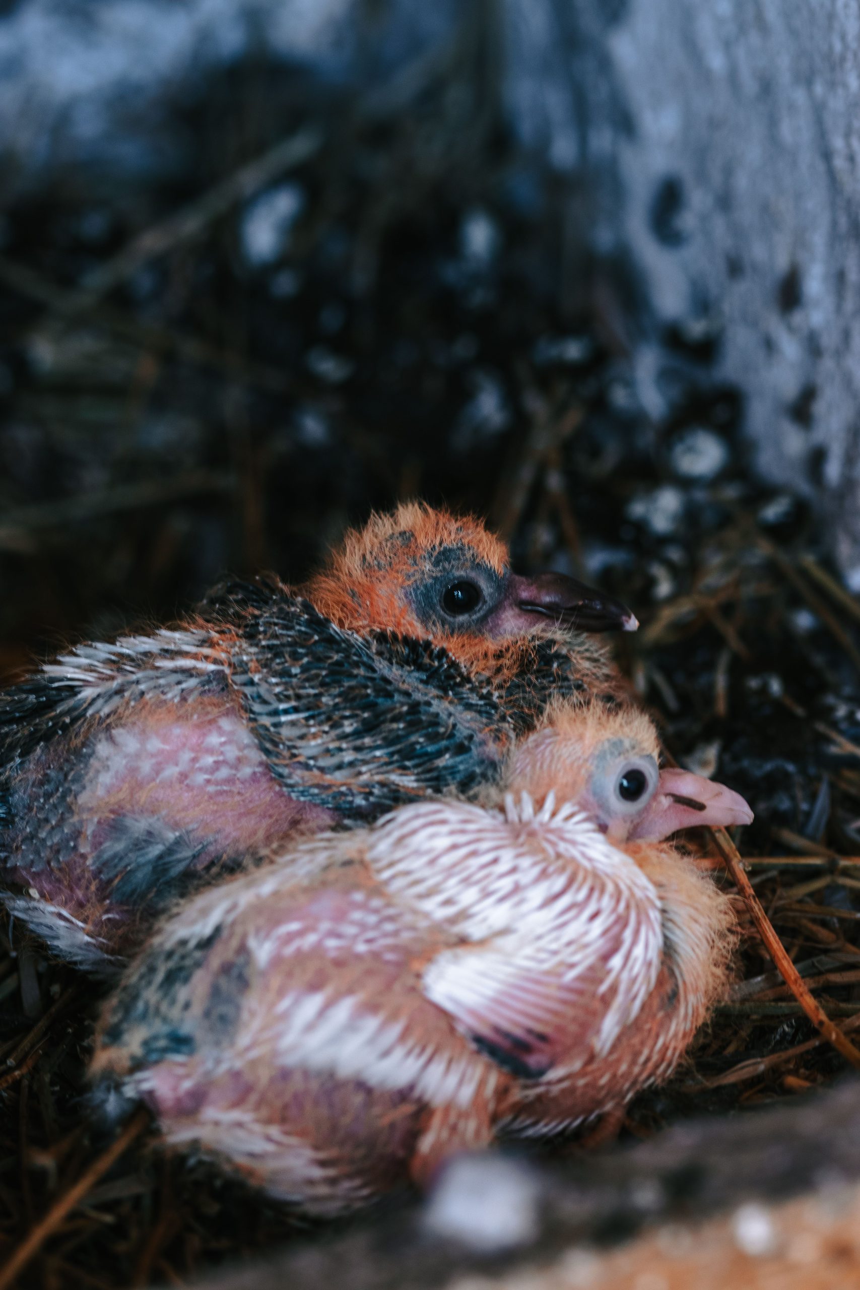 The pigeon chicks have hatched!