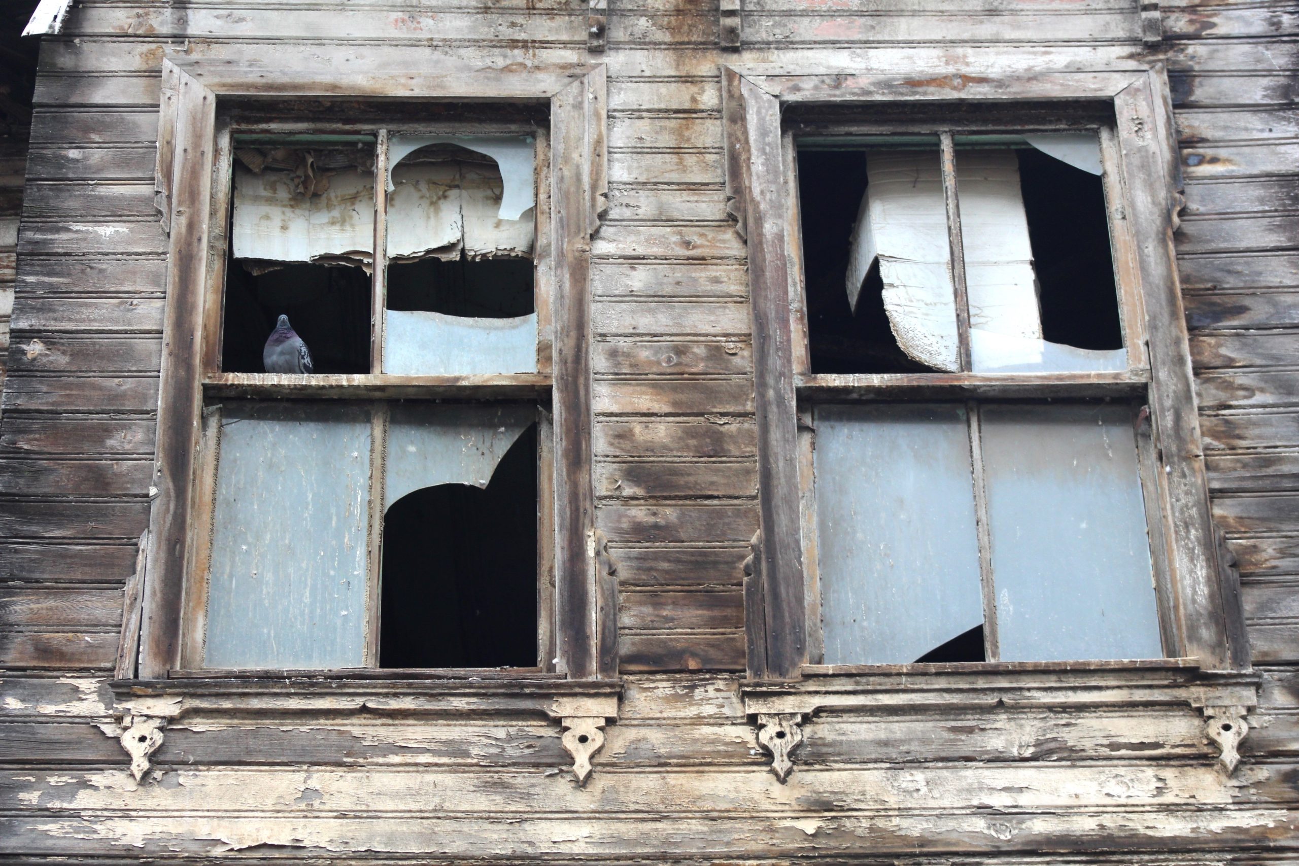 Where to find Pigeons indoors in London?