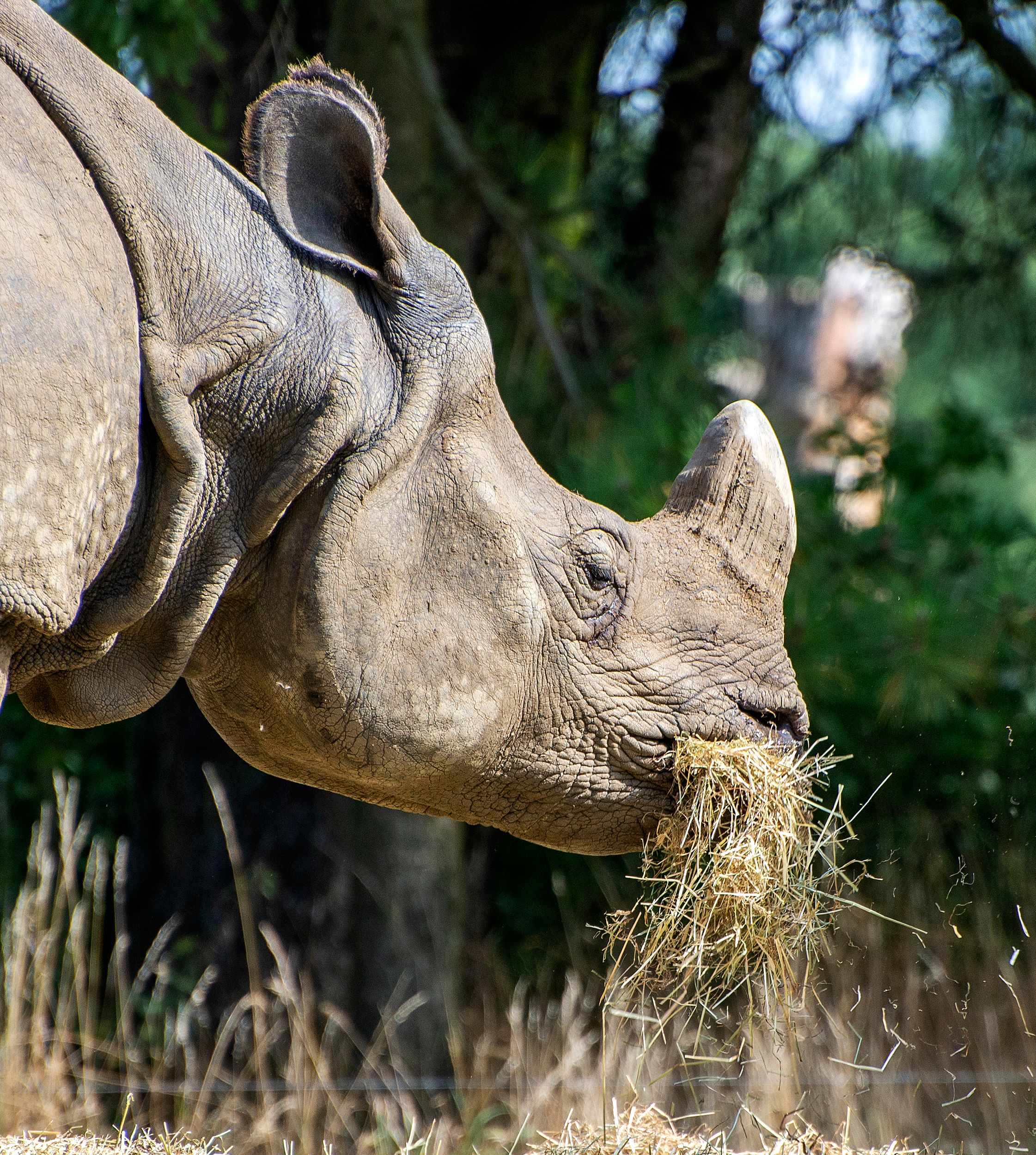 One free ticket for London Zoo Nights tonight