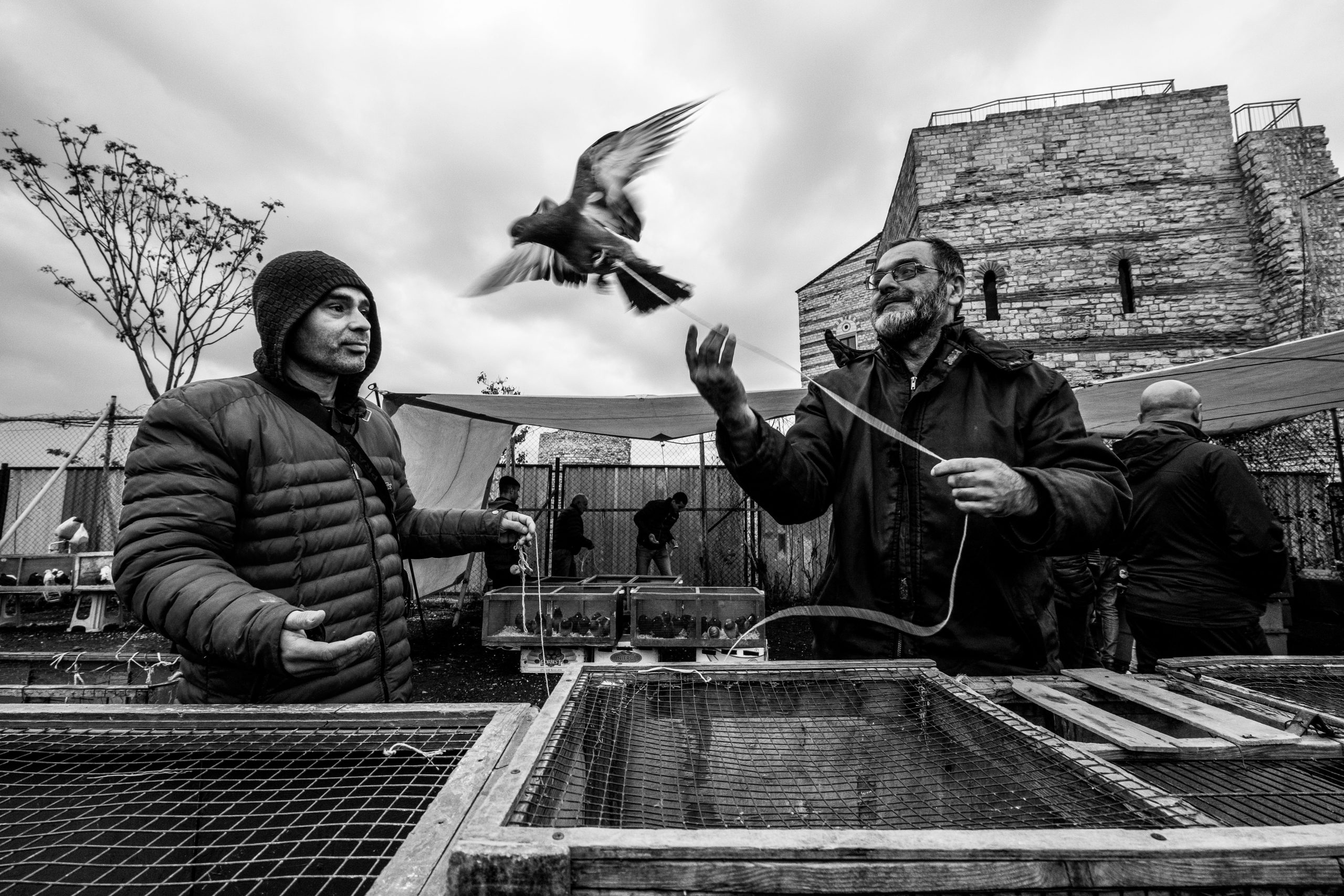 Pigeon Cull at Borough Market 🥺