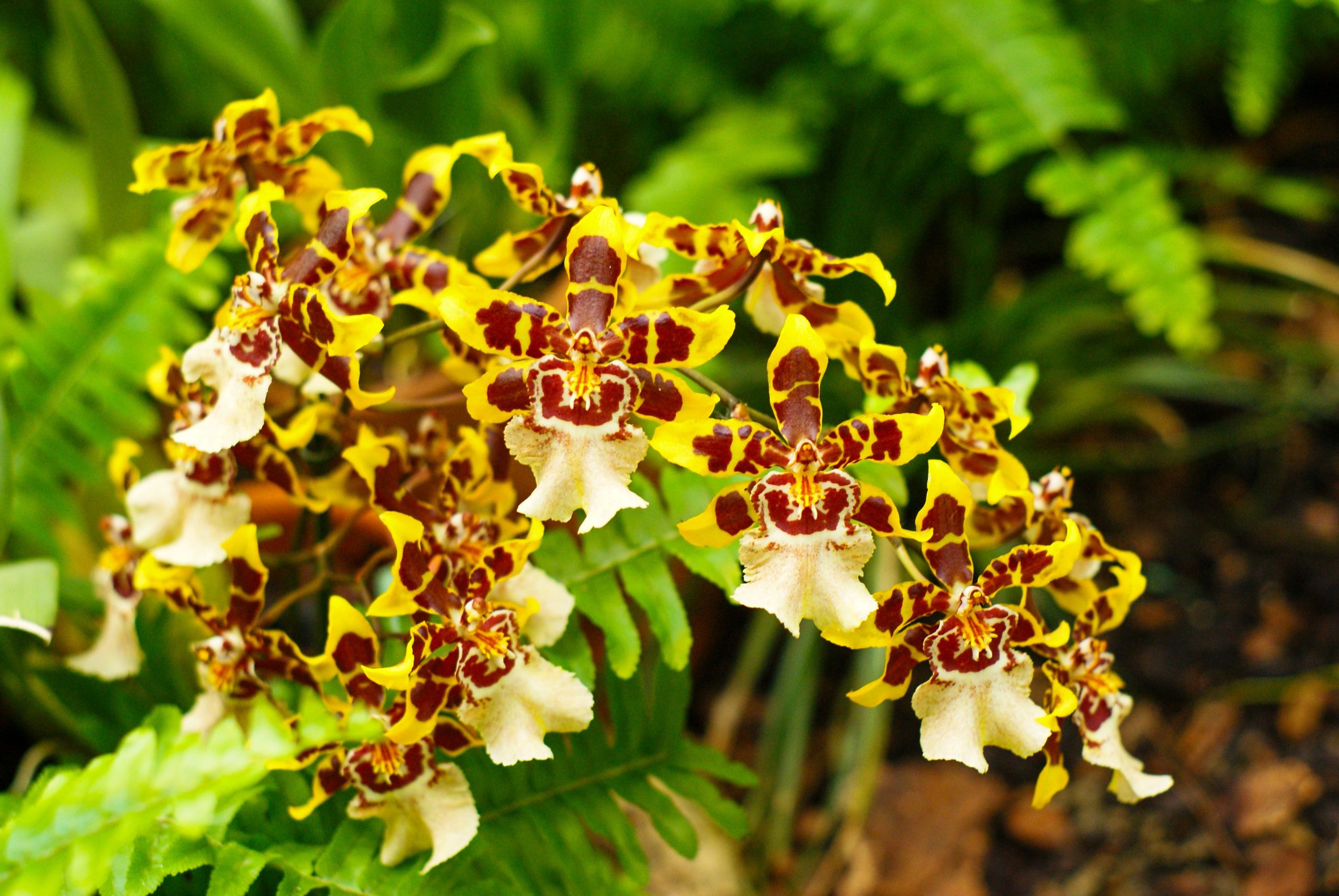 Where can I buy orchids/ exotic orchids?