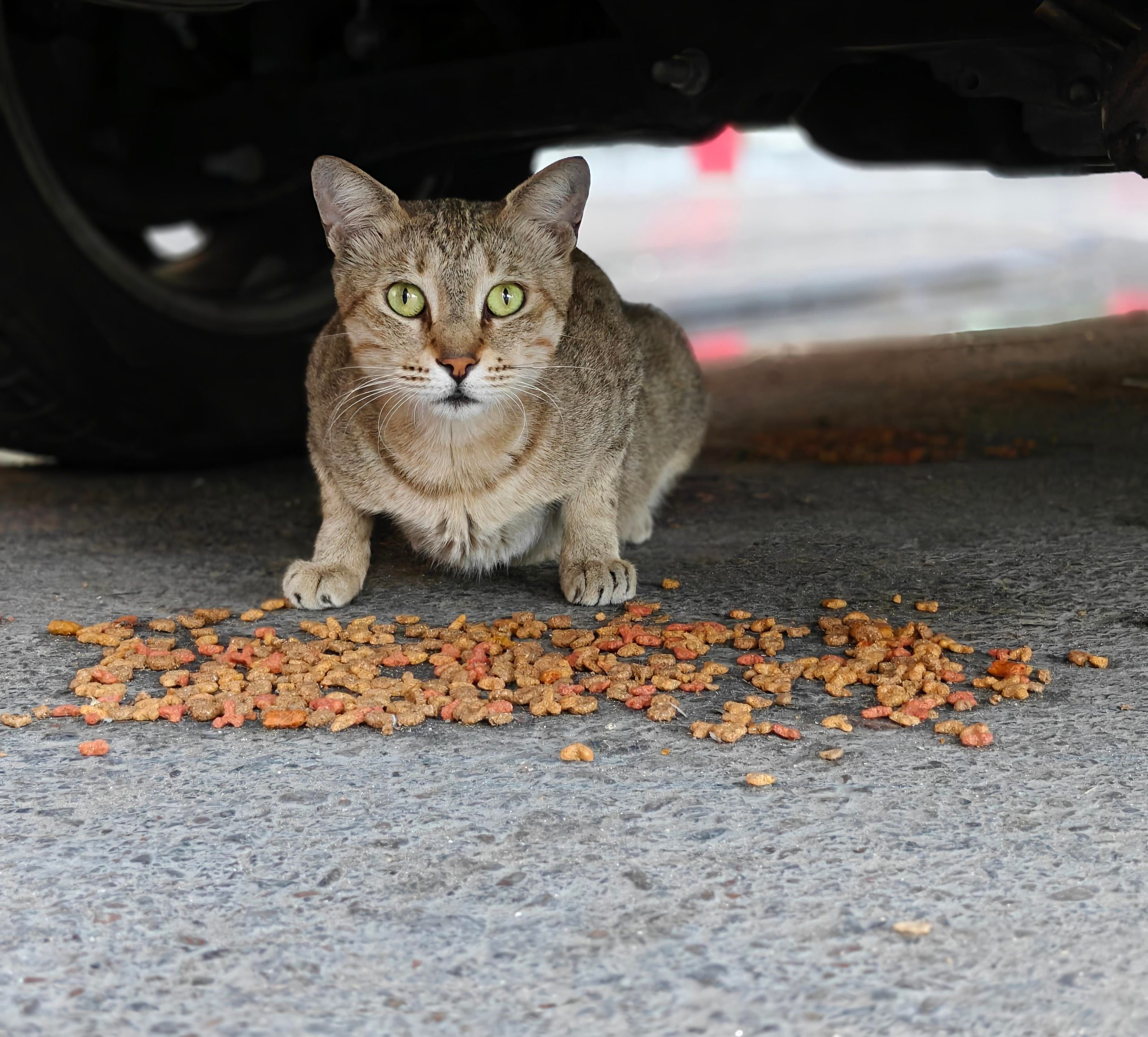 Unused Moist Cat Food in East London