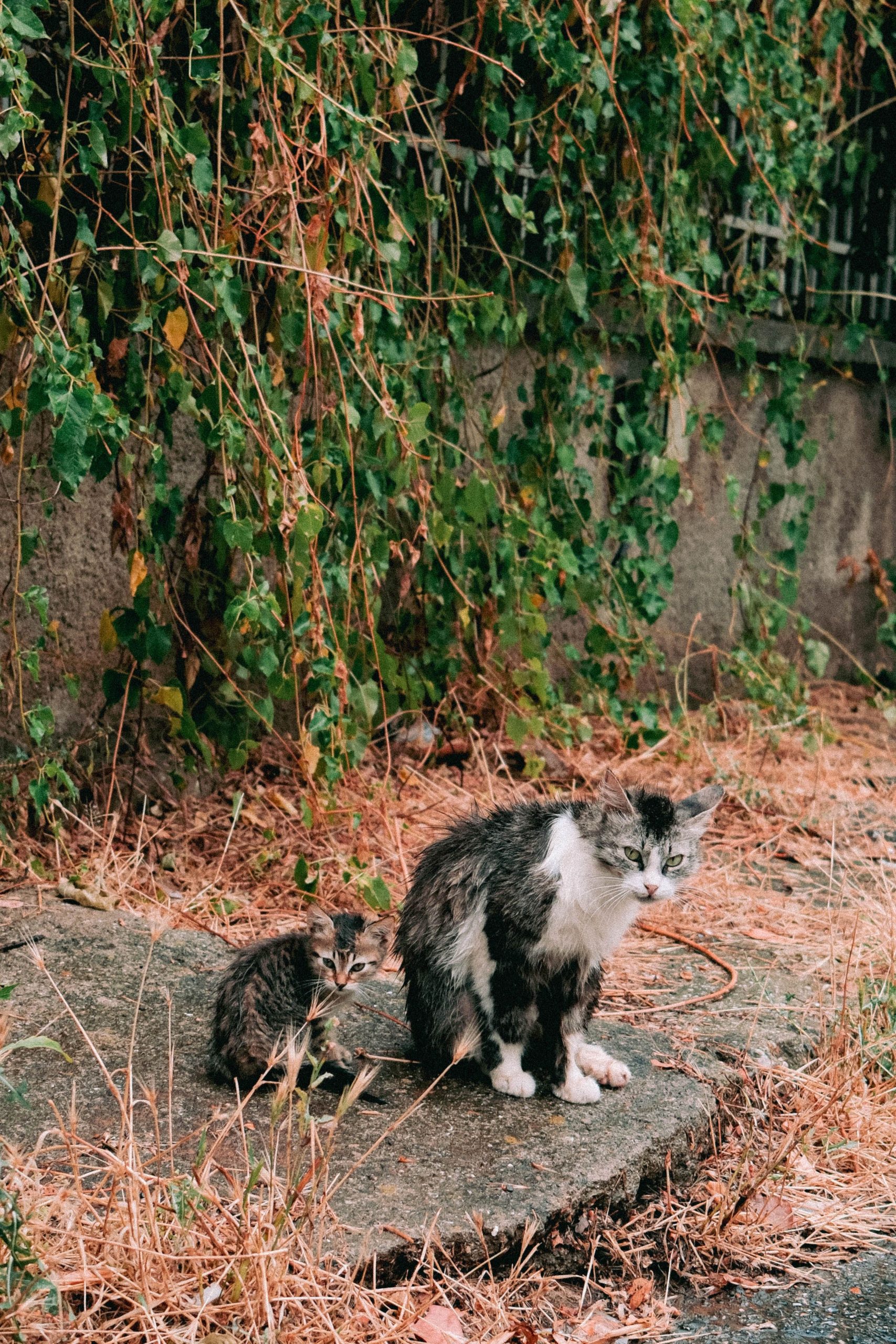 Neighbour abandoned cat – east london area