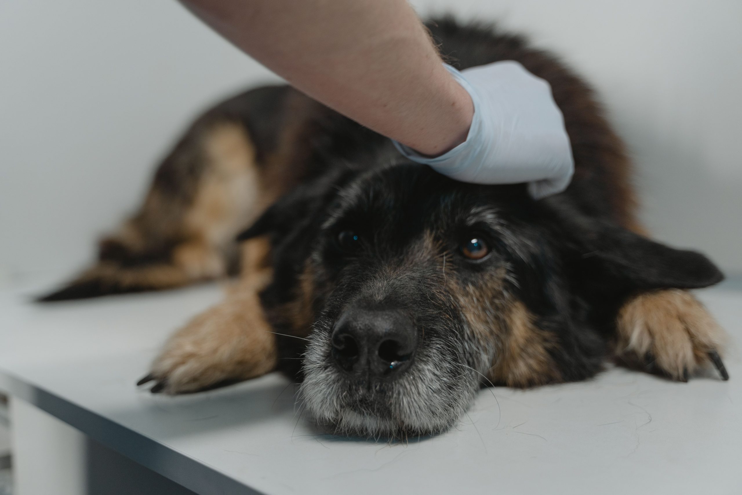 In-Home Palliative and Euthanasia Services for Pets: What You Need to Know